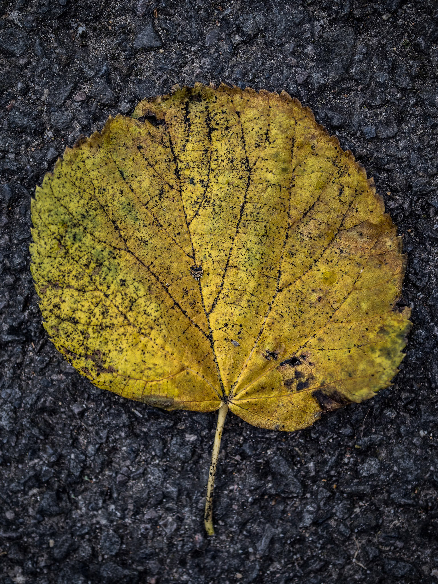 Leaf on the car park ground outside Glastonbury Abbey, England