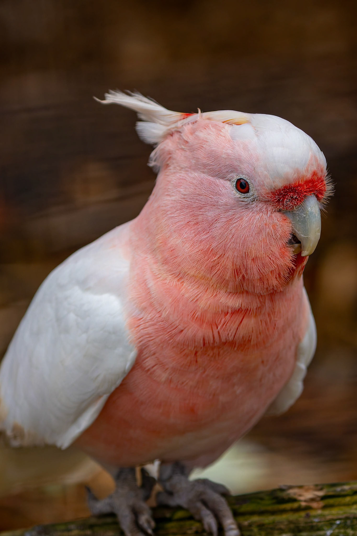 Major Mitchells Cockatoo at the Kangaroo Island Wildlife Park on Kangaroo Island, Australia
