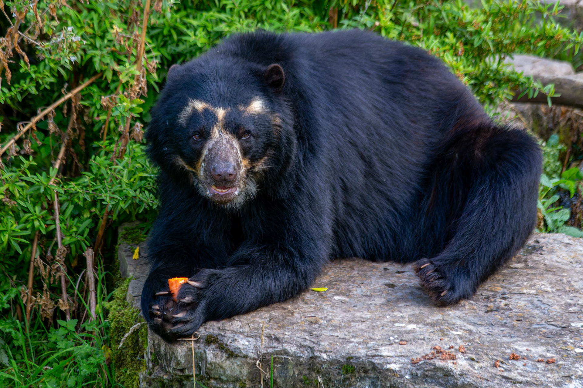 Spectacled Bear at the Chester Zoo, England