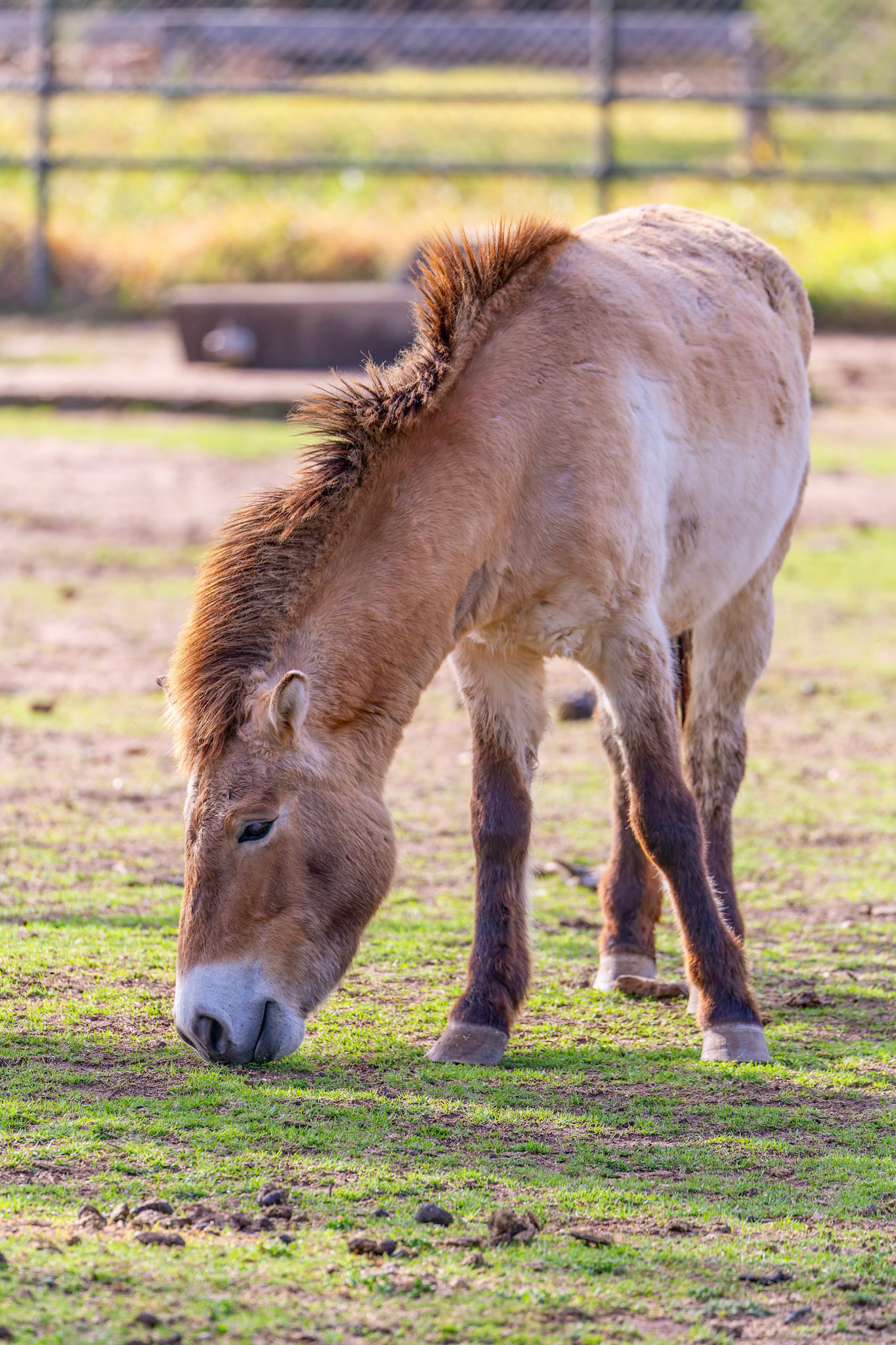Przewalskis Horse at Dubbo Zoo in Dubbo, Australia