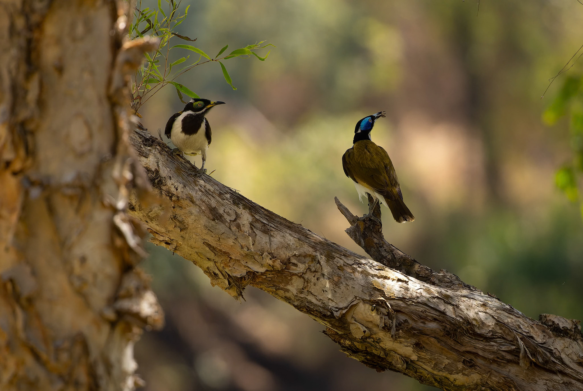 A pair of Blue Faced HoneyEaters at Katherine Gorge in Northern Territory, Australia