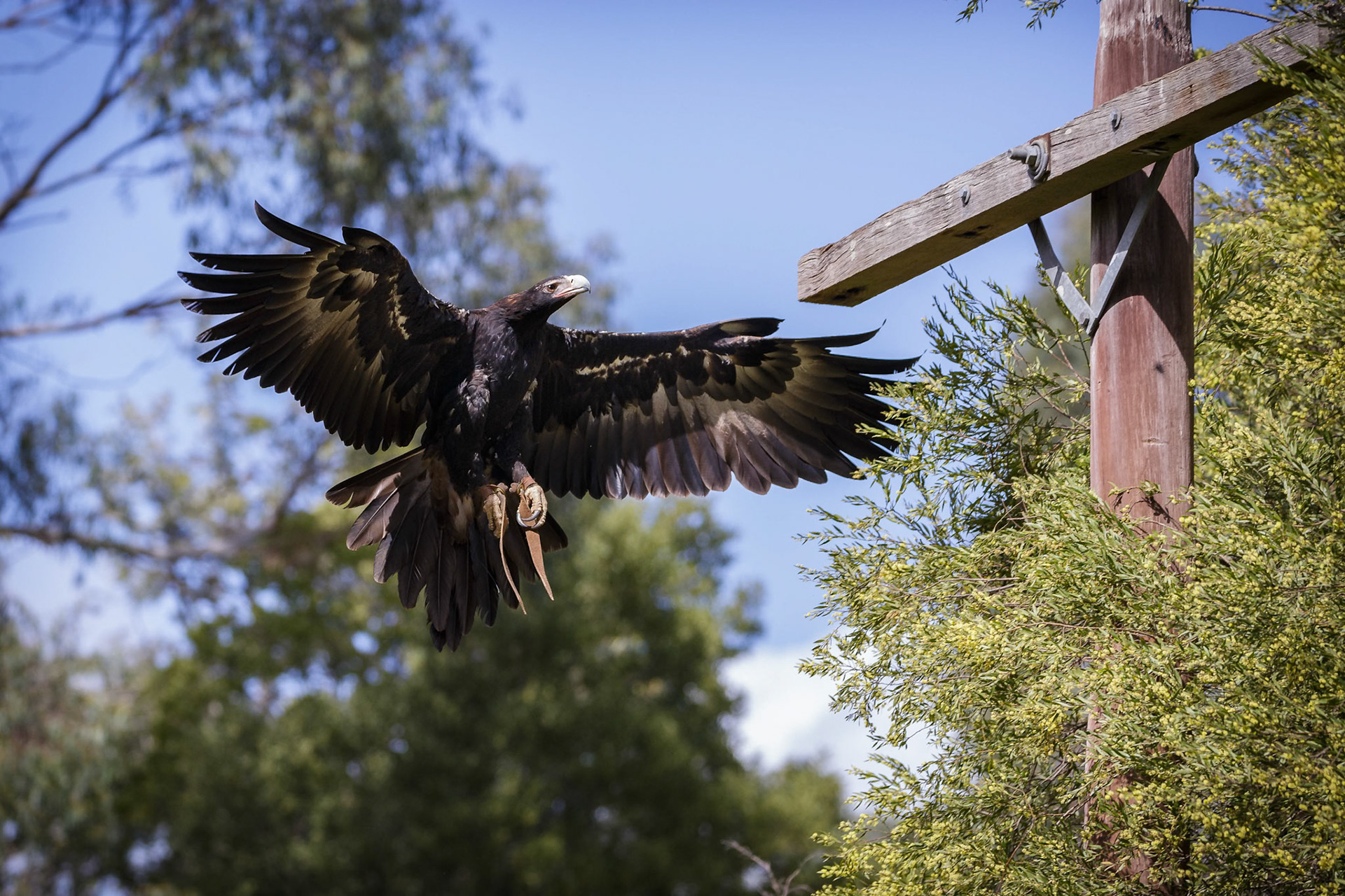 Wedge-Tailed Eagle during the Spirits of the Sky at Healesville Sanctuary in Healesville, Australia