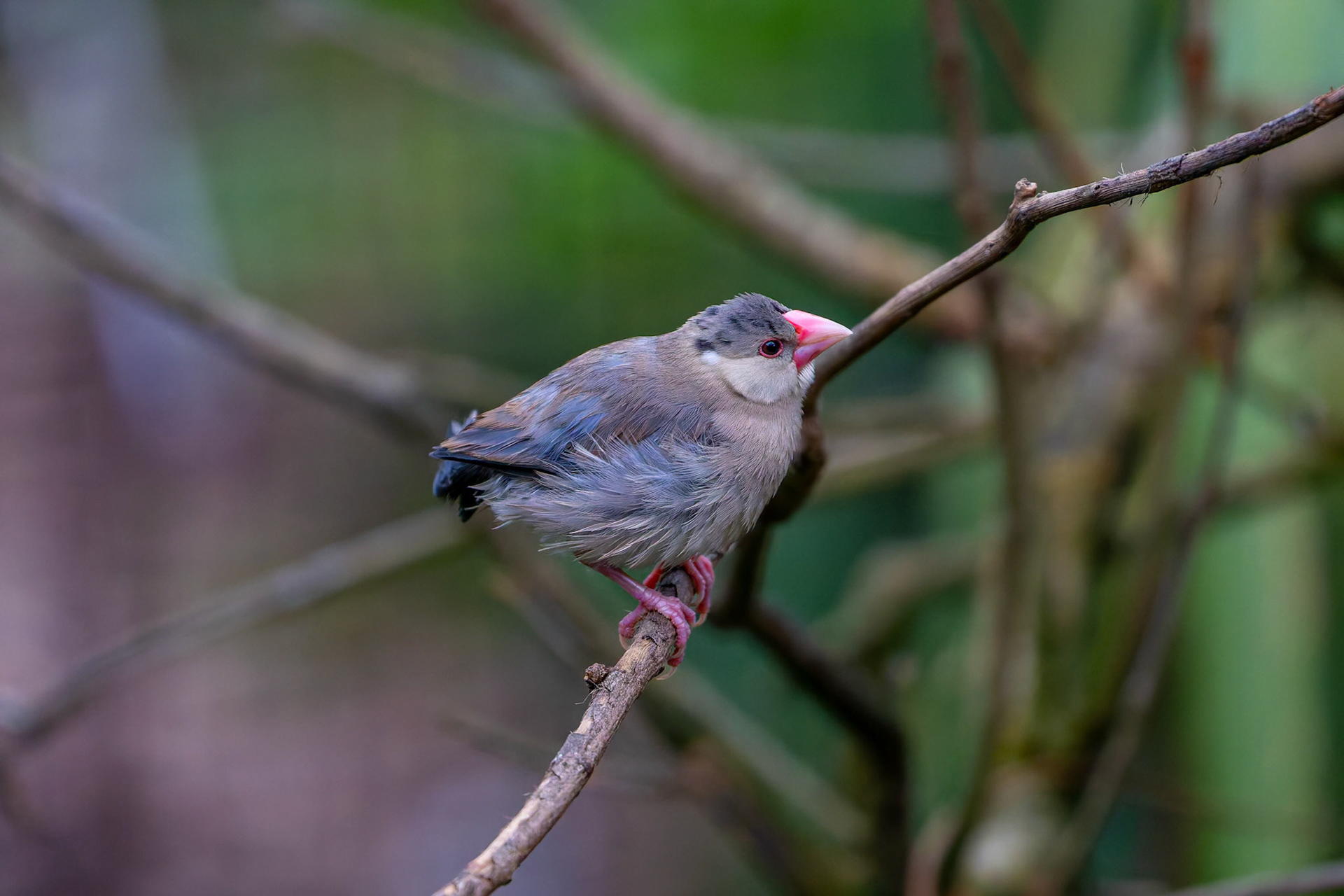 Java Sparrow at the Adelaide Zoo, South Australia, Australia