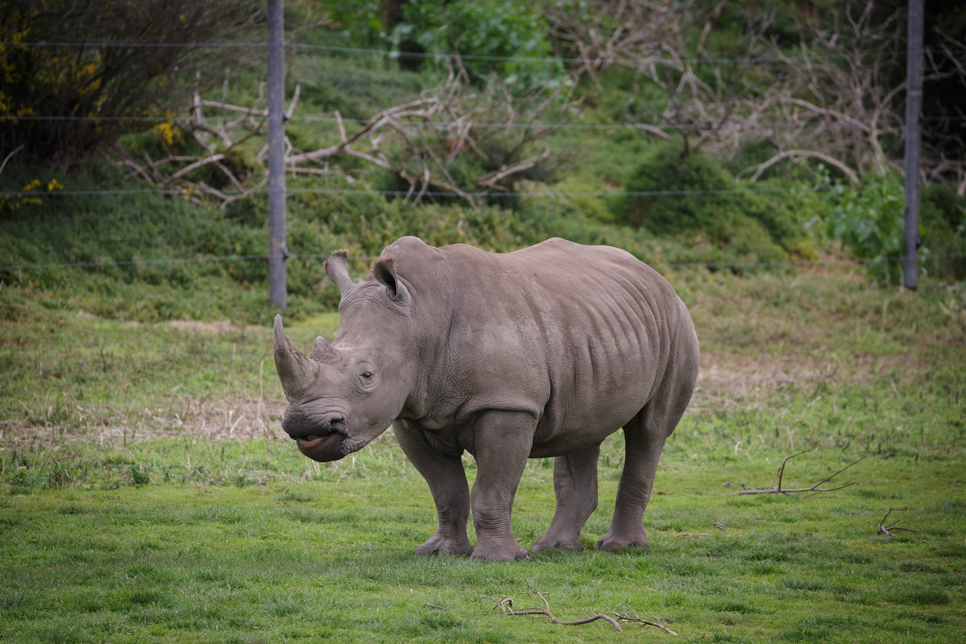 Southern White Rhinoceros at Werribee Open Range Zoo in Werribee South in Victoria, Australia