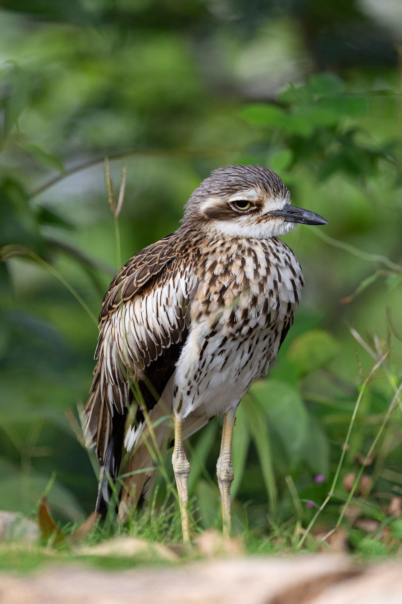 Bush Thick-Knee at Kissing Fort in Townsville, Queensland