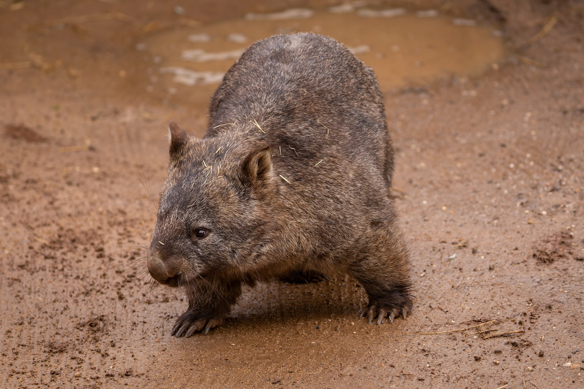 Wombat at Ballarat Wildlife Park in Ballarat, Victoria, Australia