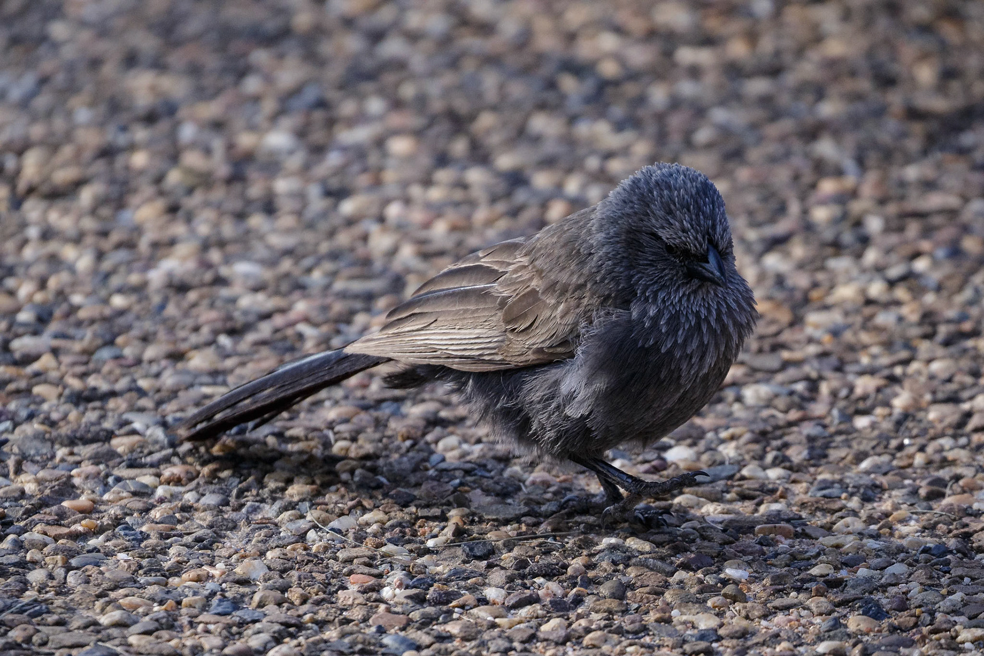 Apostlebird at Dubbo Zoo in Dubbo, Australia
