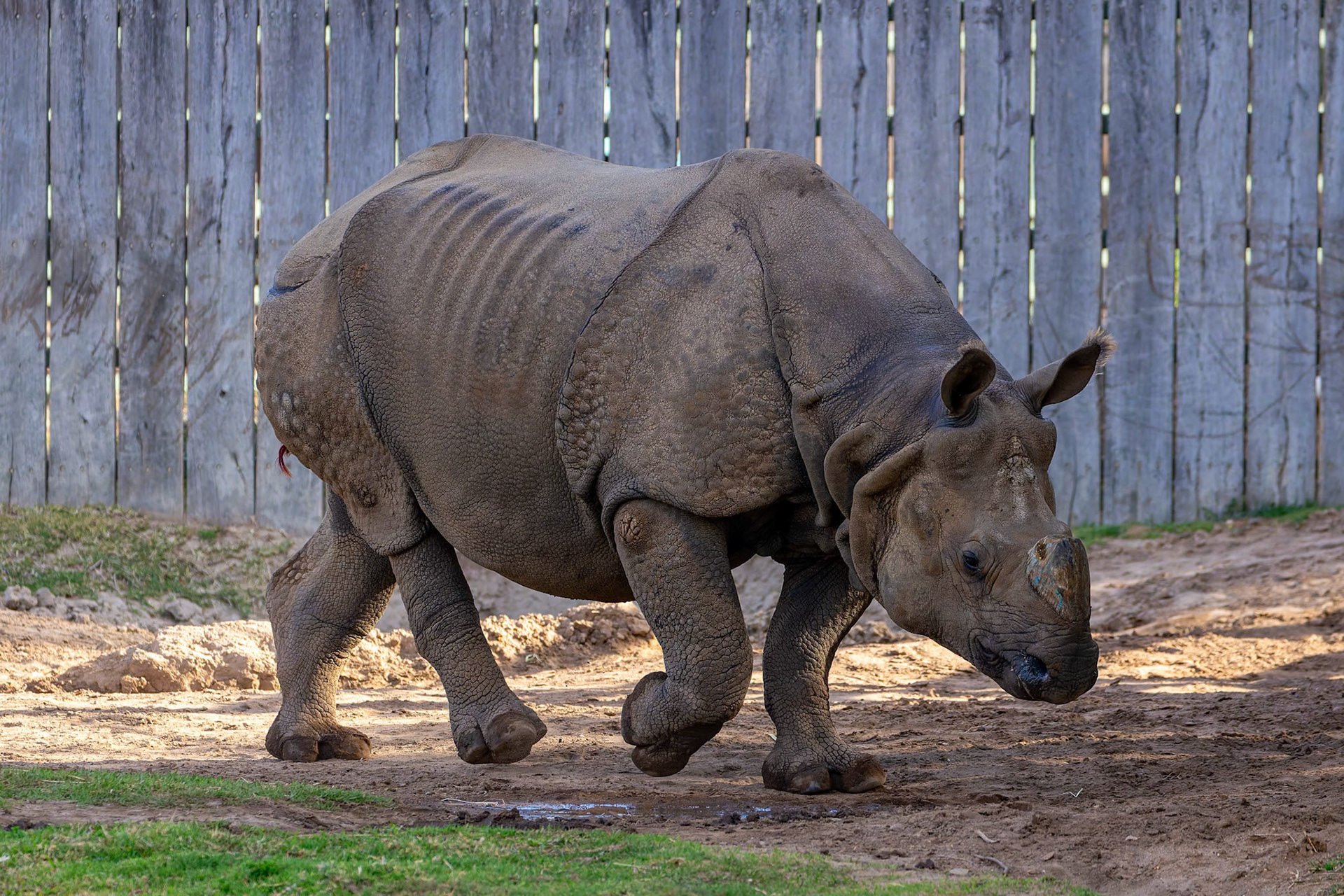 Greater One-Horned Rhinoceros at Dubbo Zoo in Dubbo, Australia