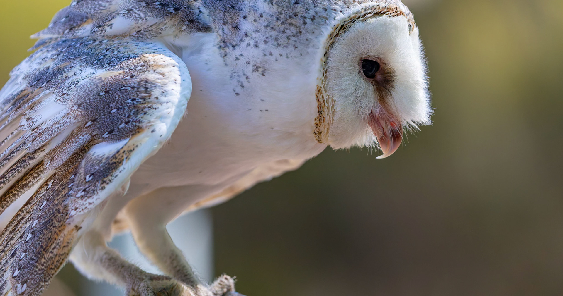 Barn Owl at the Raptor Domain on Kangaroo Island, Australia