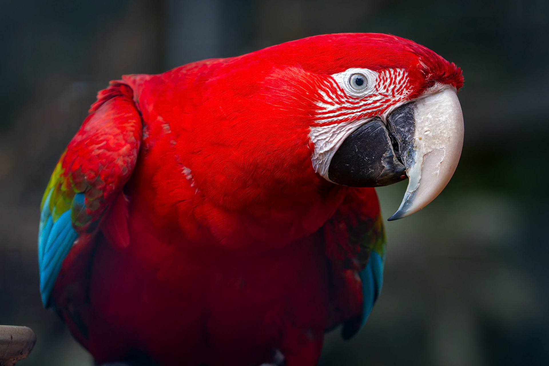 Green-Winged Macaw at the Kangaroo Island Wildlife Park on Kangaroo Island, Australia