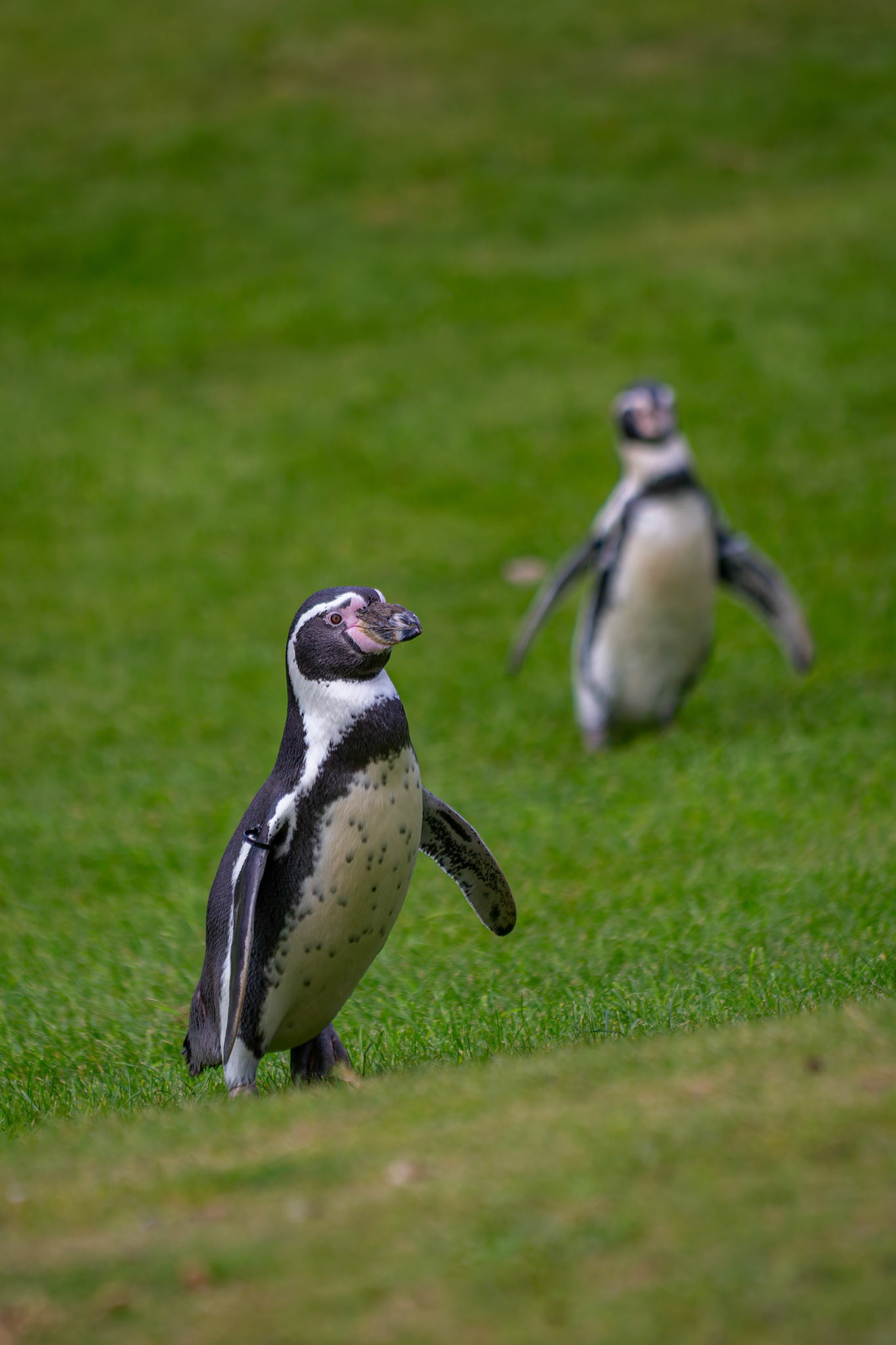 Humboldt Penguin at the Welsh Mountain Zoo, Wales