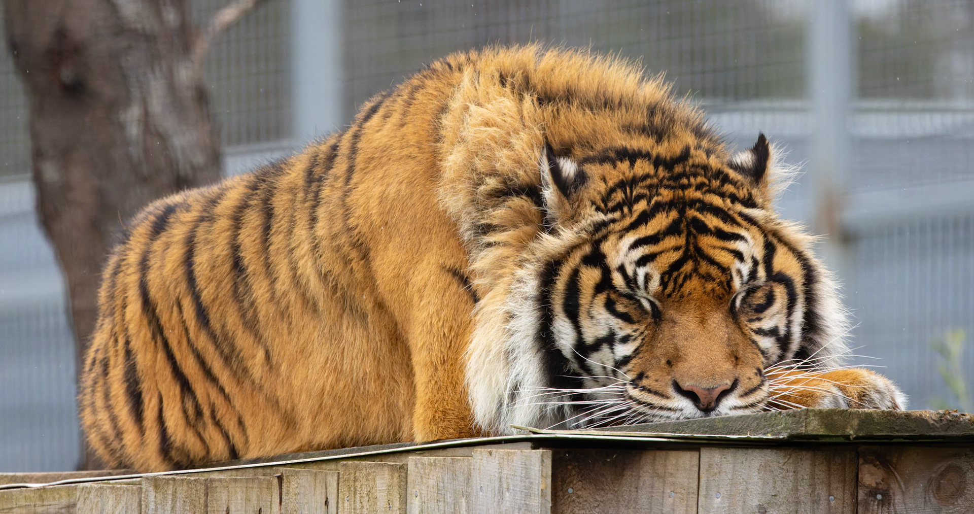 Sumatran Tiger at the Tasmanian Zoo outside of Launceston in Tasmania, Australia