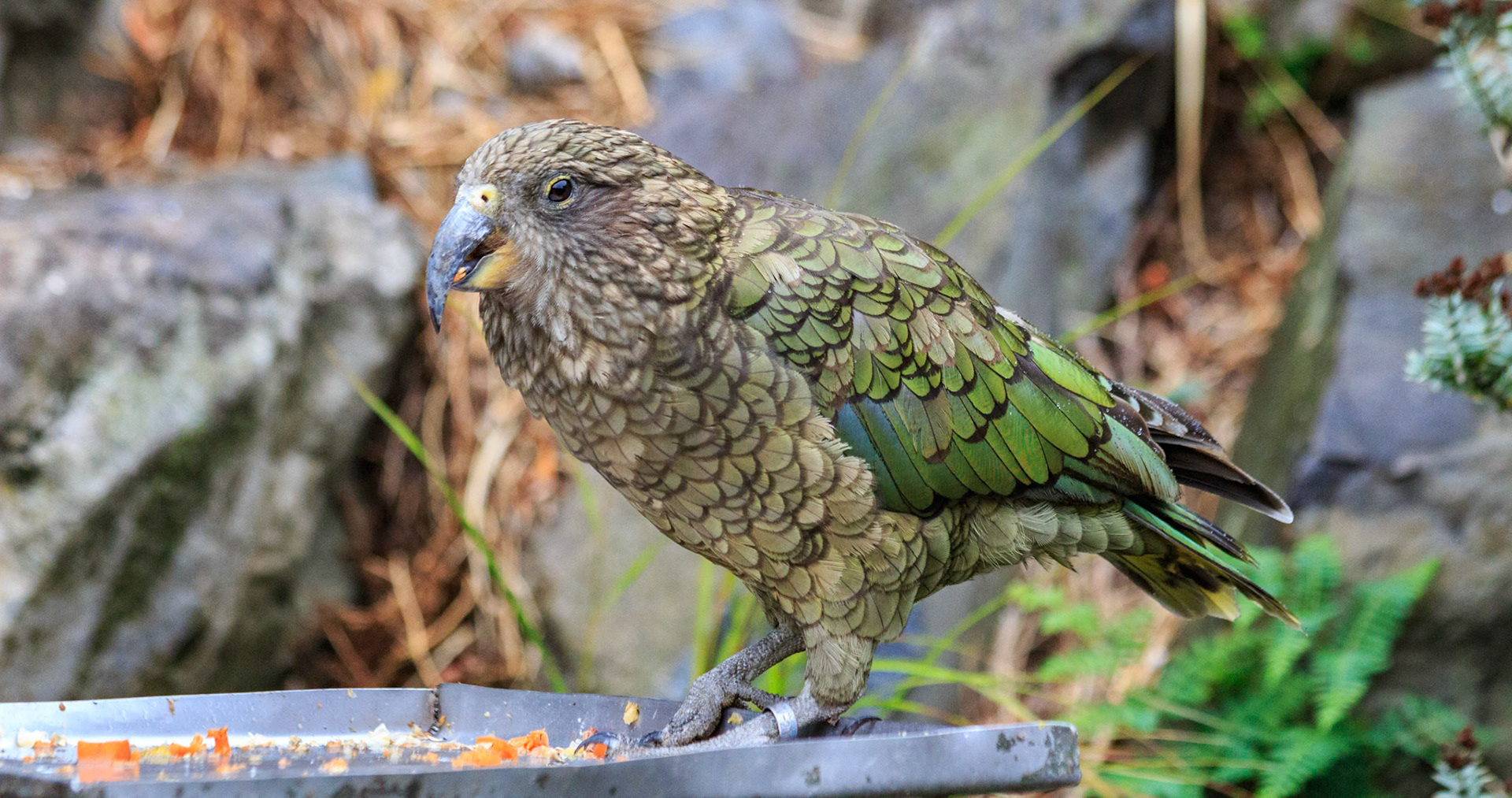 Kea at the Willowbank Wildlife Park, Christchurch, New Zealand