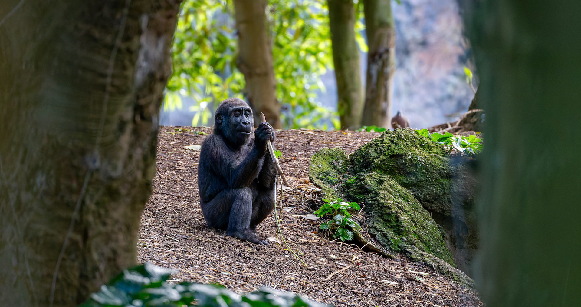 Western Lowland Gorilla at the Melbourne Zoo in Melbourne, Australia