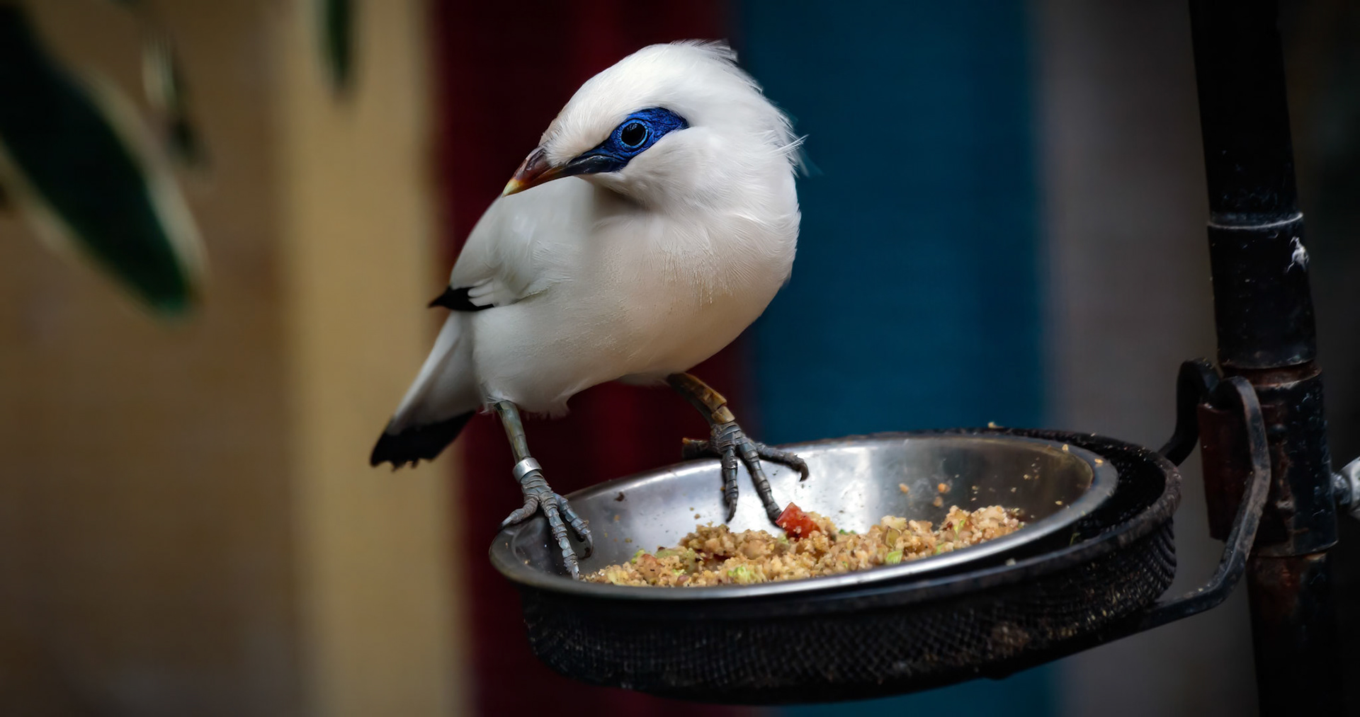Bali Starling at the London ZSL
