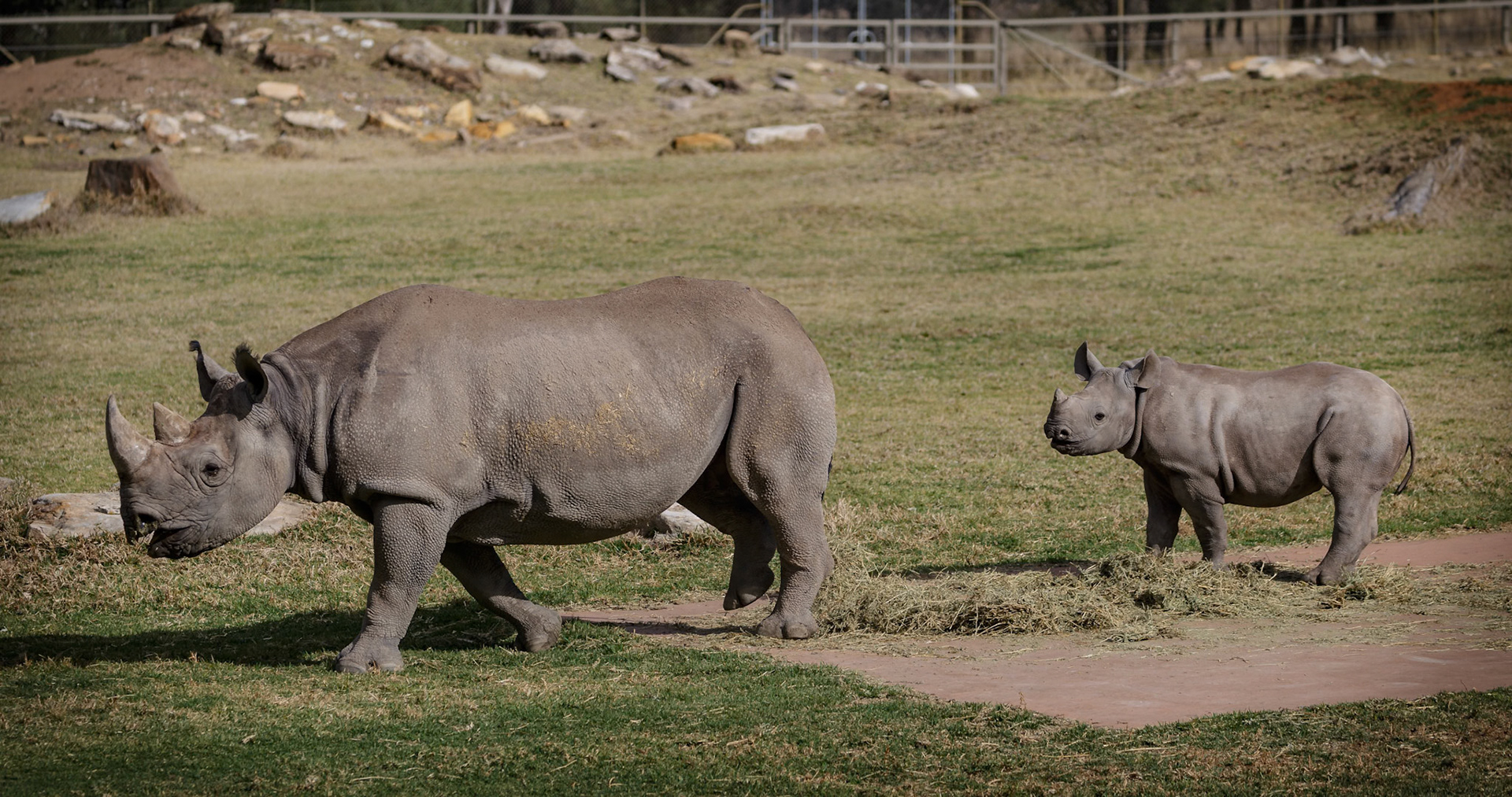Mother and baby Black Rhinoceros at Dubbo Zoo in Dubbo, Australia