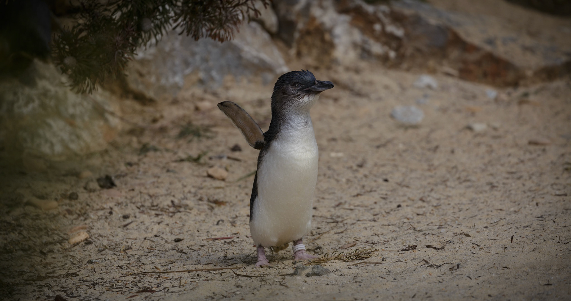 Little Penguin at National Zoo &amp; Aquarium in Canberra, Australia