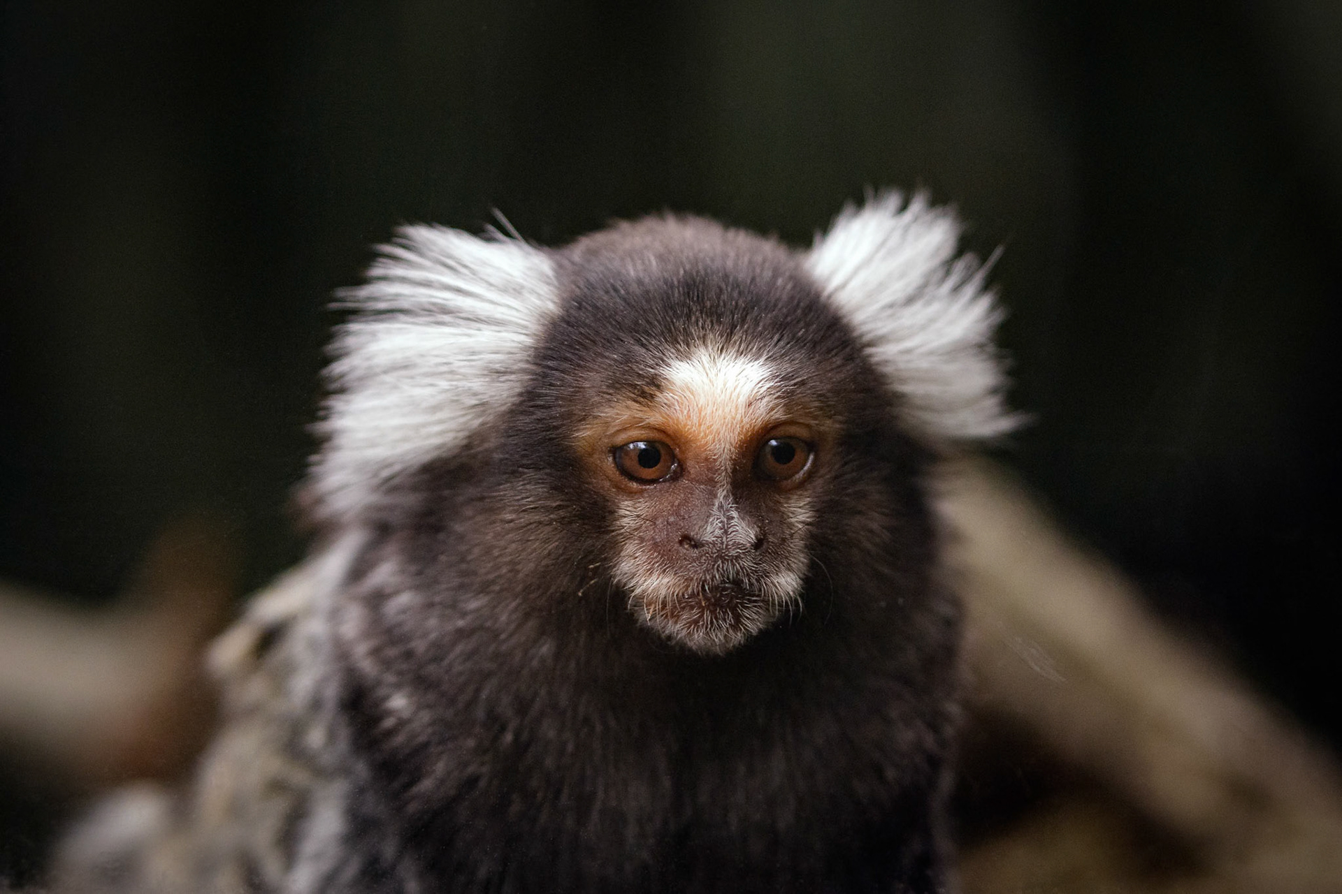 Common Marmoset at Halls Gap Zoo in Halls Gap Victoria, Australia