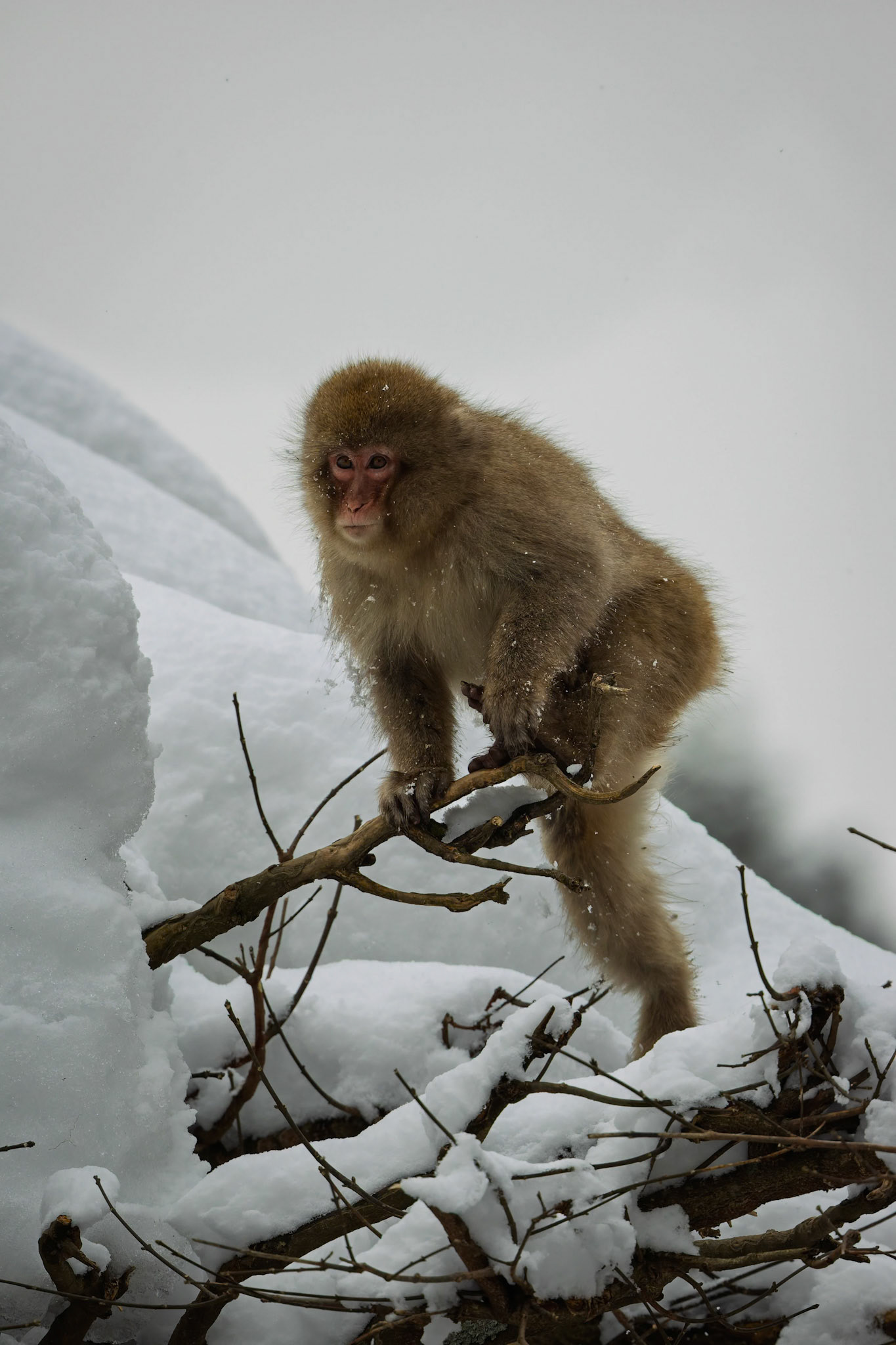 Japanese Macaque (Snow Monkey) at Jigokudani Yaen-Koen, Japan