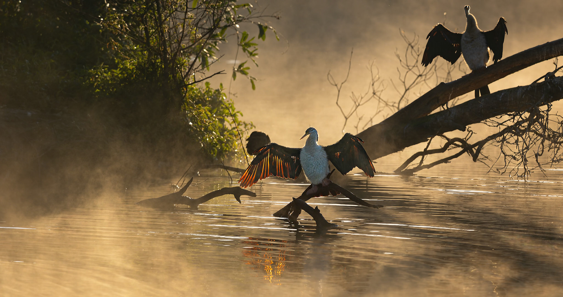 Australasian Darters at Berrinba Wetlands, Australia