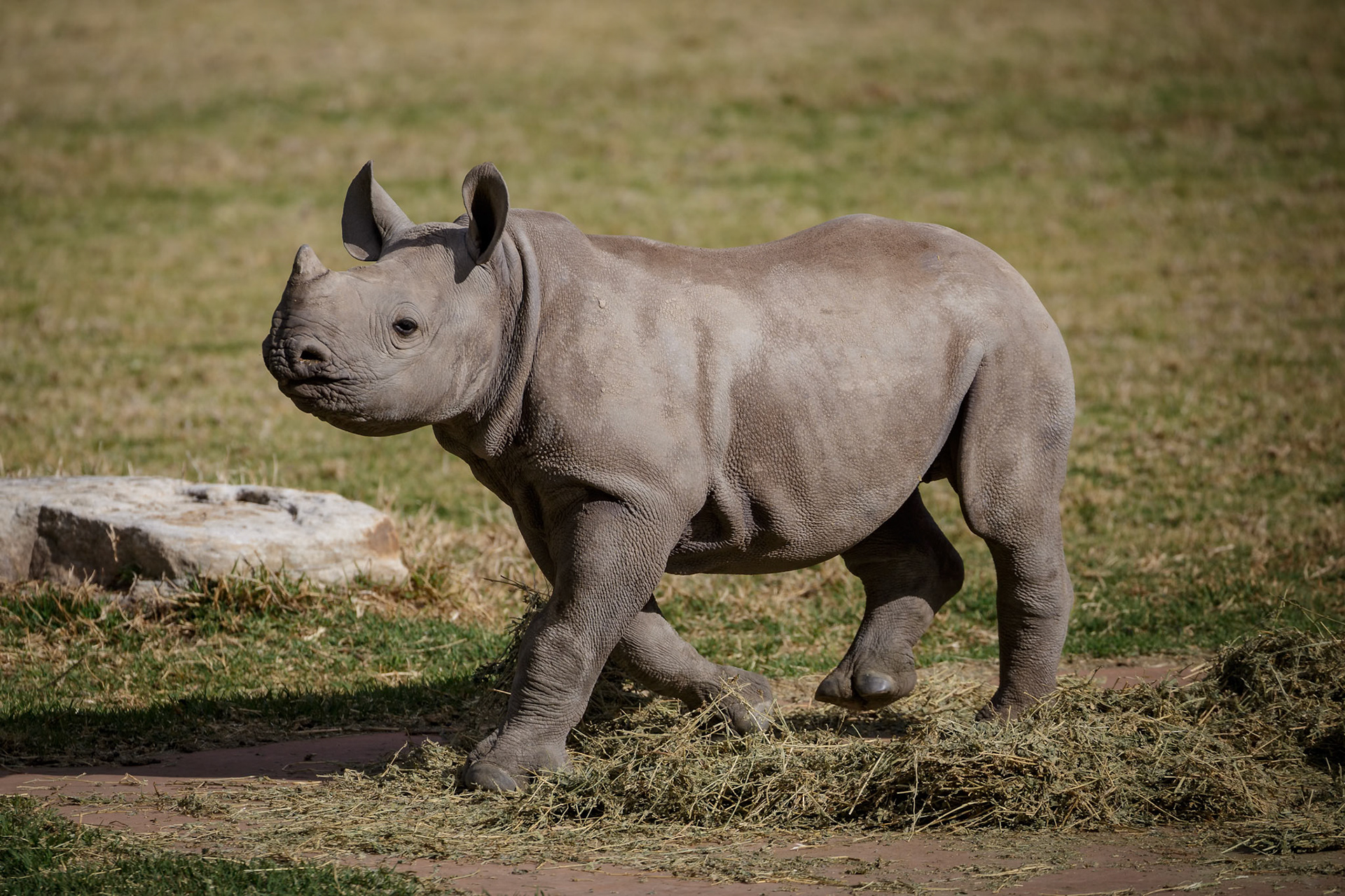Baby Black Rhinoceros at Dubbo Zoo in Dubbo, Australia