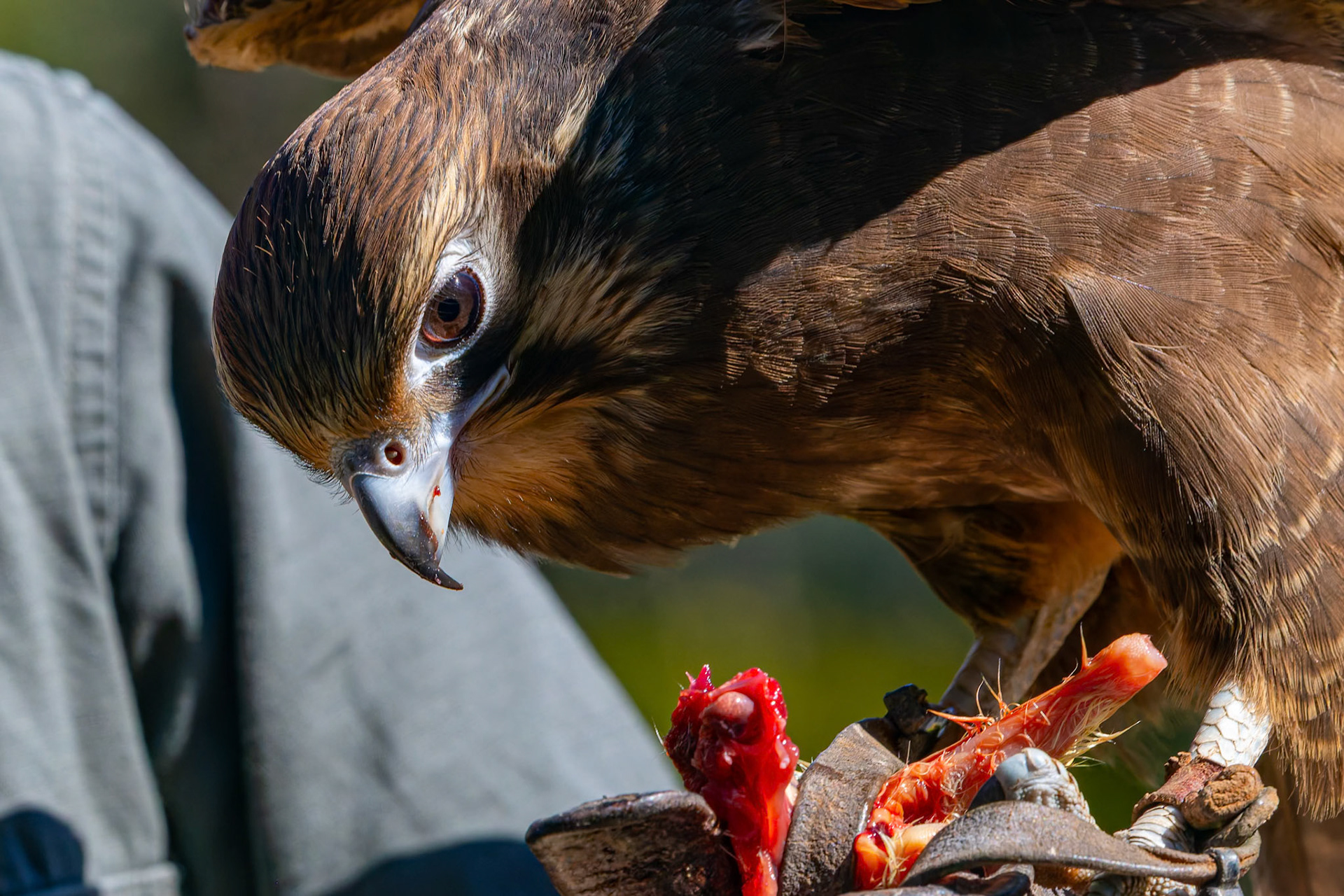 Brown Falcon at the Raptor Domain on Kangaroo Island, Australia