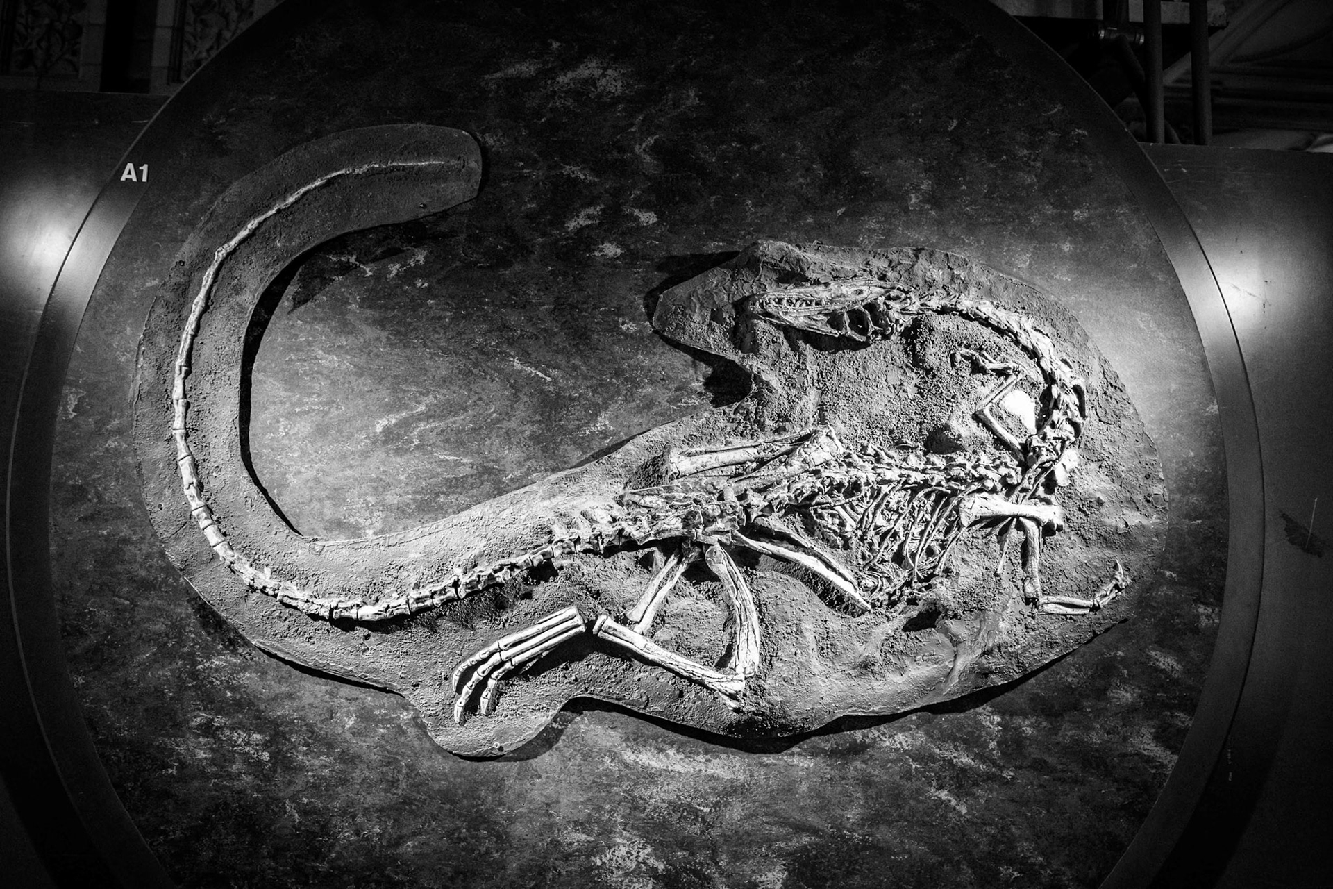 Dinosaur Display at the Natural History Museum in London, England