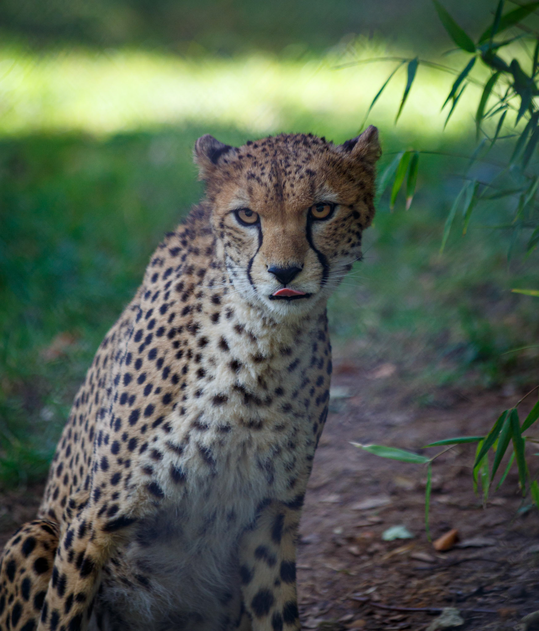 North African Cheetah at the Chester Zoo, England
