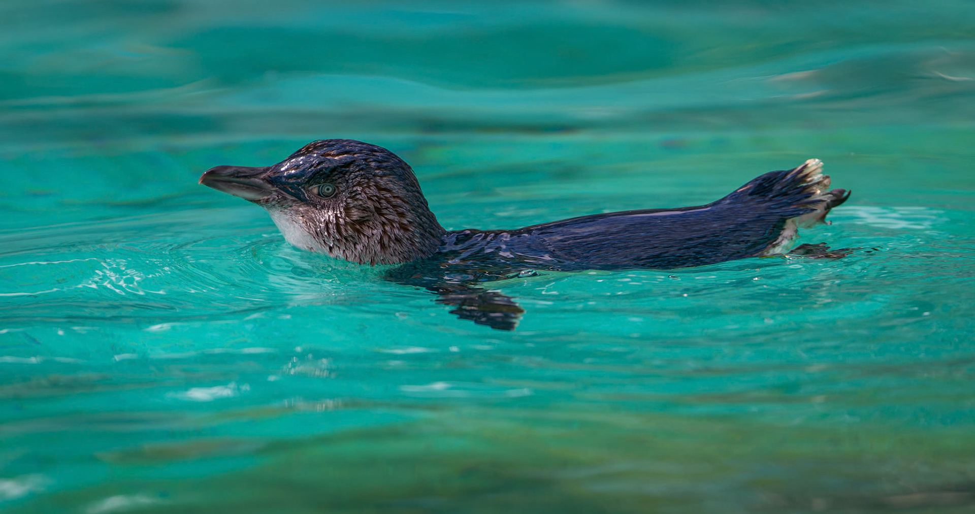 Little Penguins at Ballarat Wildlife Park in Ballarat, Victoria, Australia