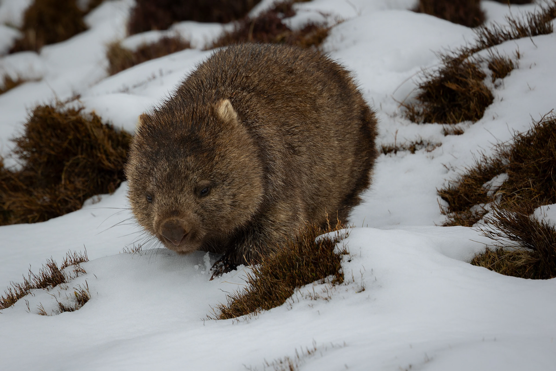A wombat on the Dove Canyon Track at Cradle Mounntain in Tasmania, Australia