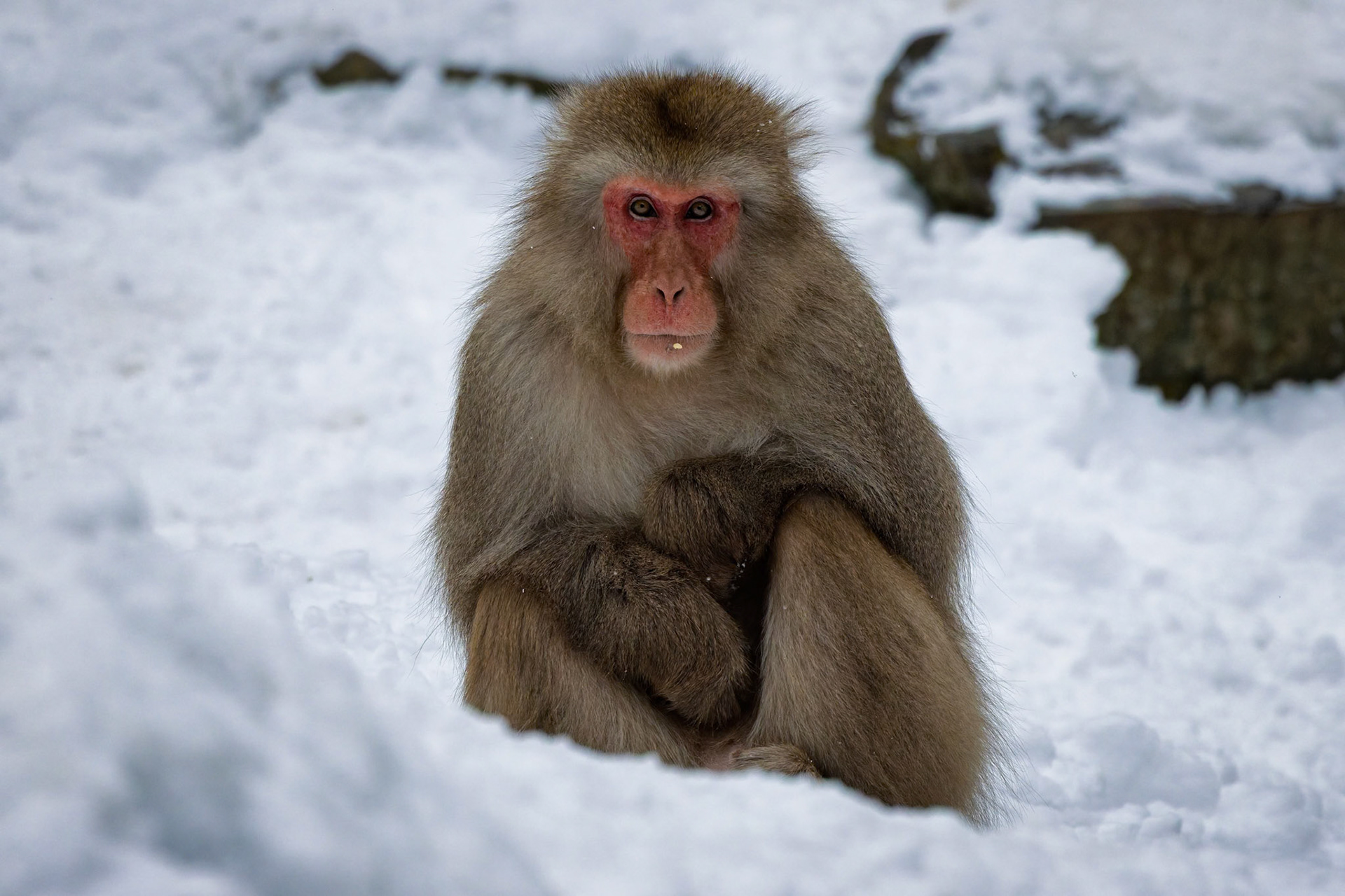 Japanese Macaque (Snow Monkey) at Jigokudani Yaen-Koen, Japan