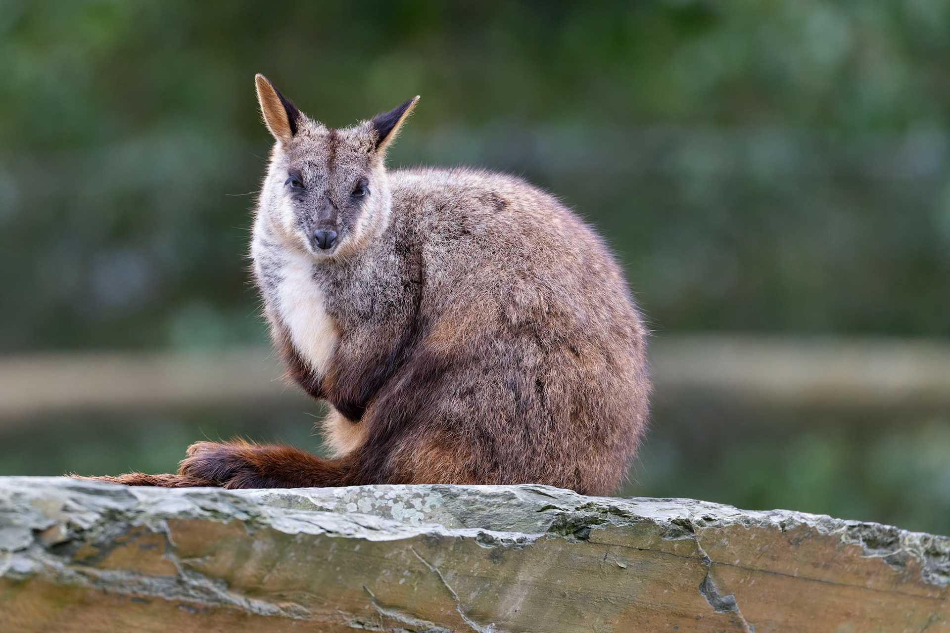 Red-Necked Wallaby at Healesville Sanctuary in Healesville, Australia