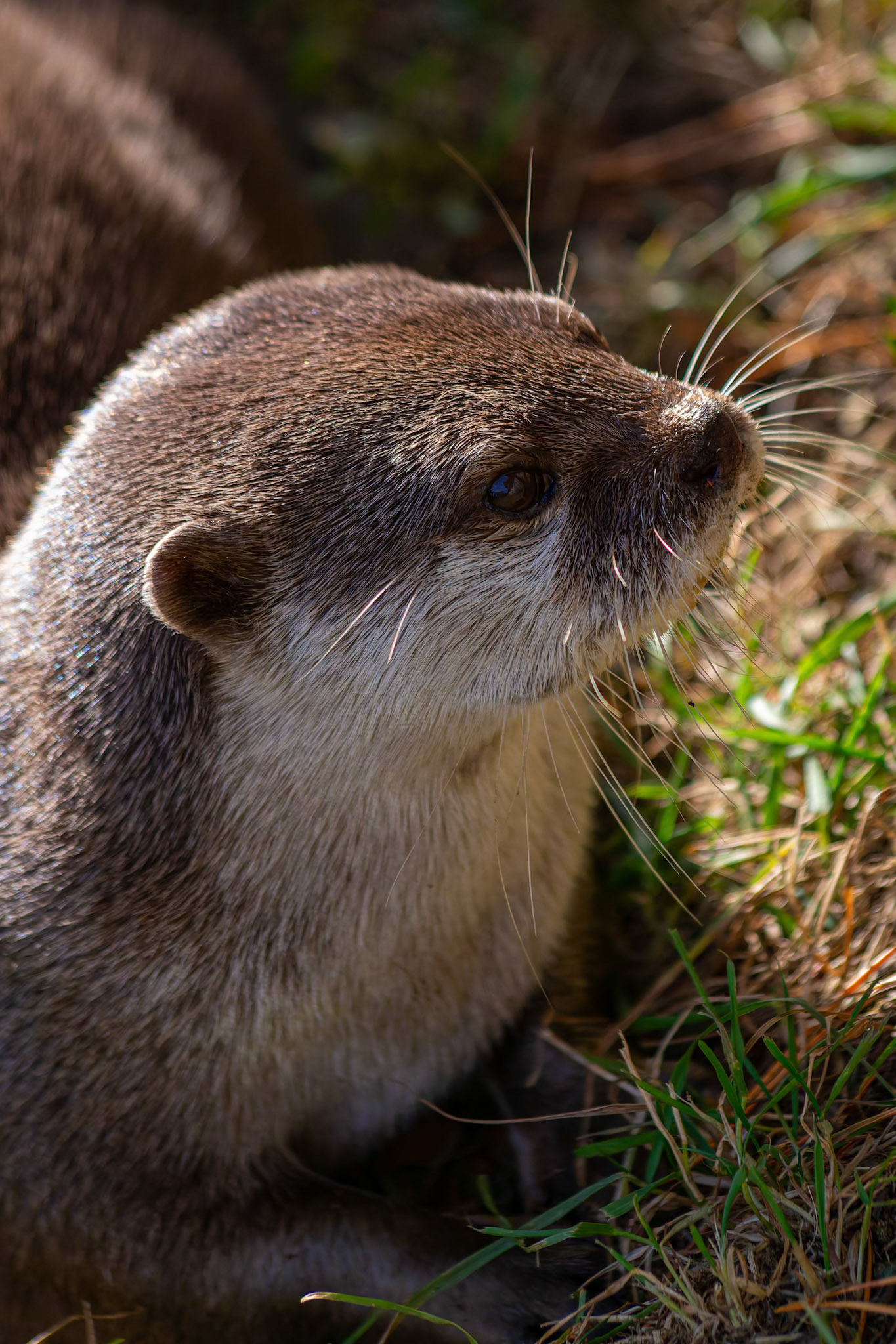 Asiatic Short-Clawed Otter at the Edinburgh Zoo, Scotland