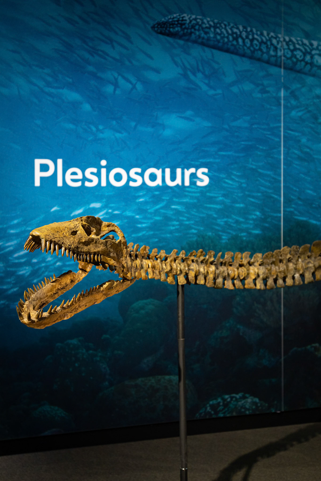 The 'Plesiosaurs' at the Sea Monsters exhibit at the Queensland Museum, Australia