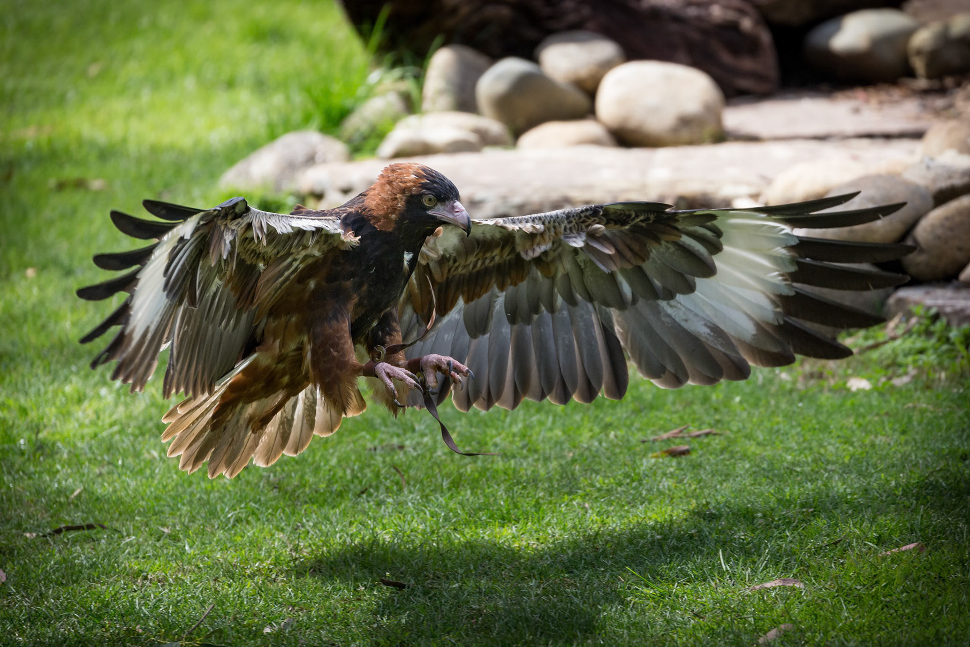 Black-Breasted Buzzard during the Spirits of the Sky at Healesville Sanctuary in Healesville, Australia
