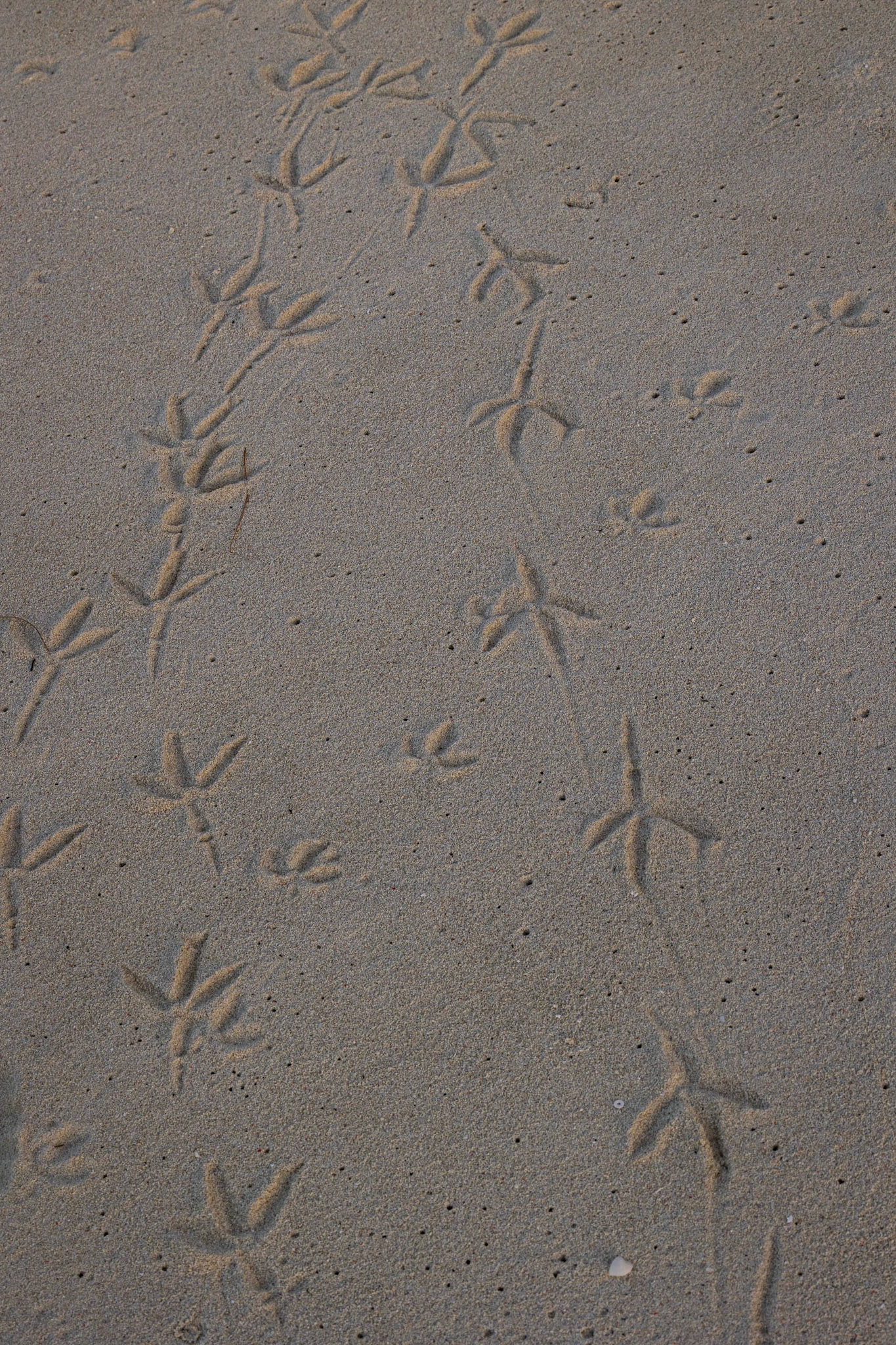 Bird feet prints in the sand at Heron Island, Australia