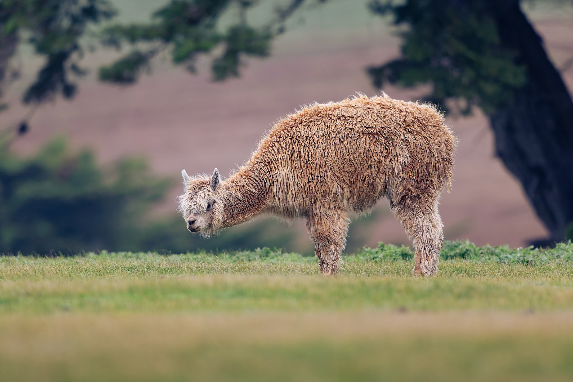 Llama at 'The Cove' outside of Devonport in Tasmania, Australia