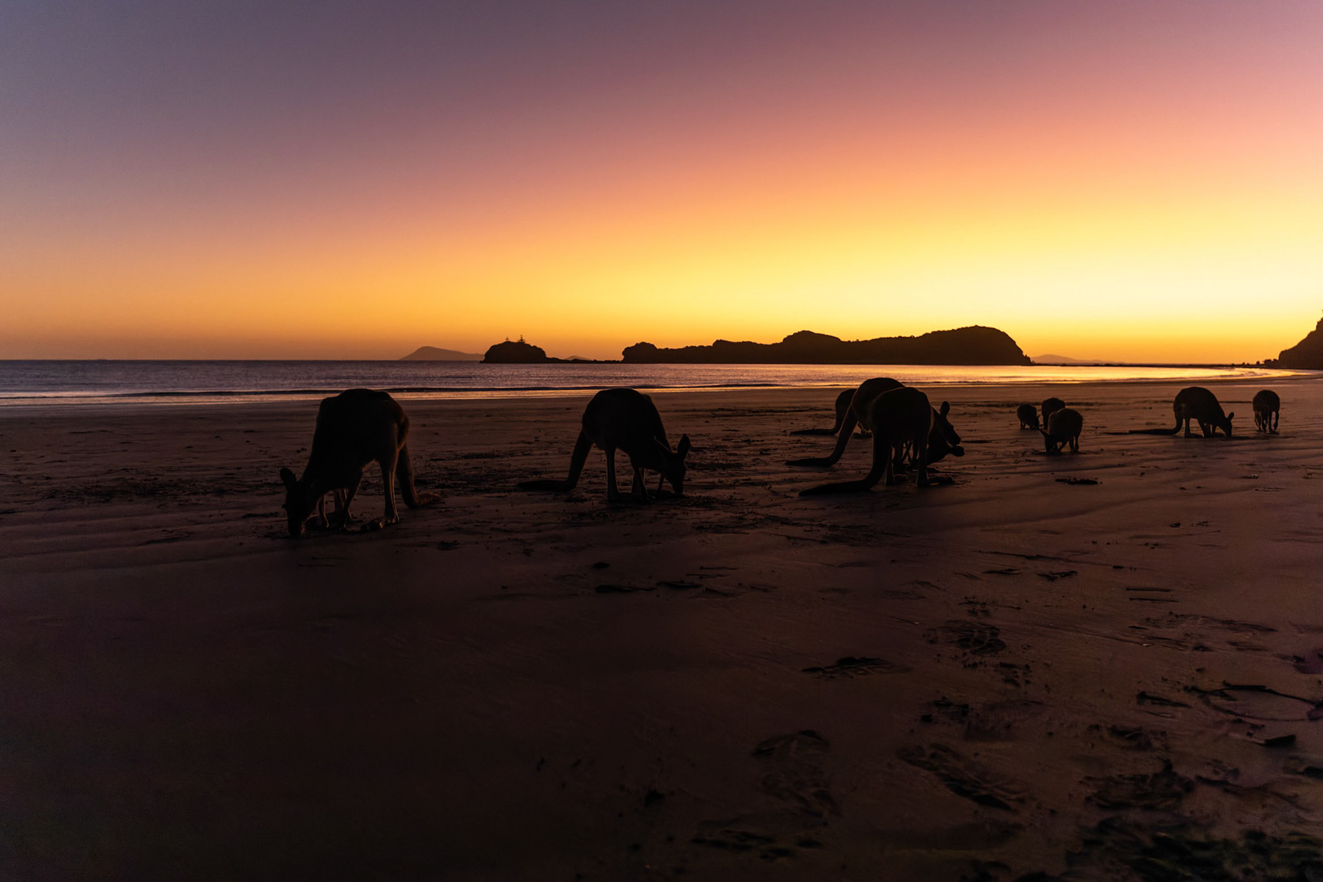 Kangaroos and Wallibies on the beach duirng sunrise at Cape Hillsborough, Australia