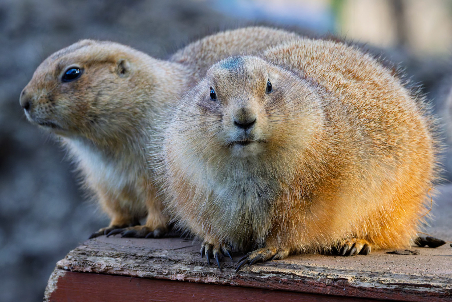 Prairie Dogs at Ueno Zoological Gardens in Tokyo, Japan