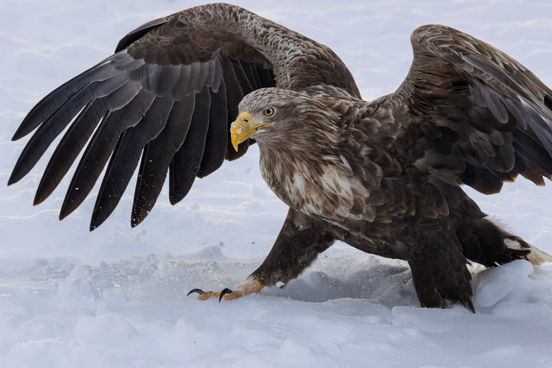White Tailed Eagle searching for breakfast at Rausu Fishing Port on the Island of Hokkaido, Japan