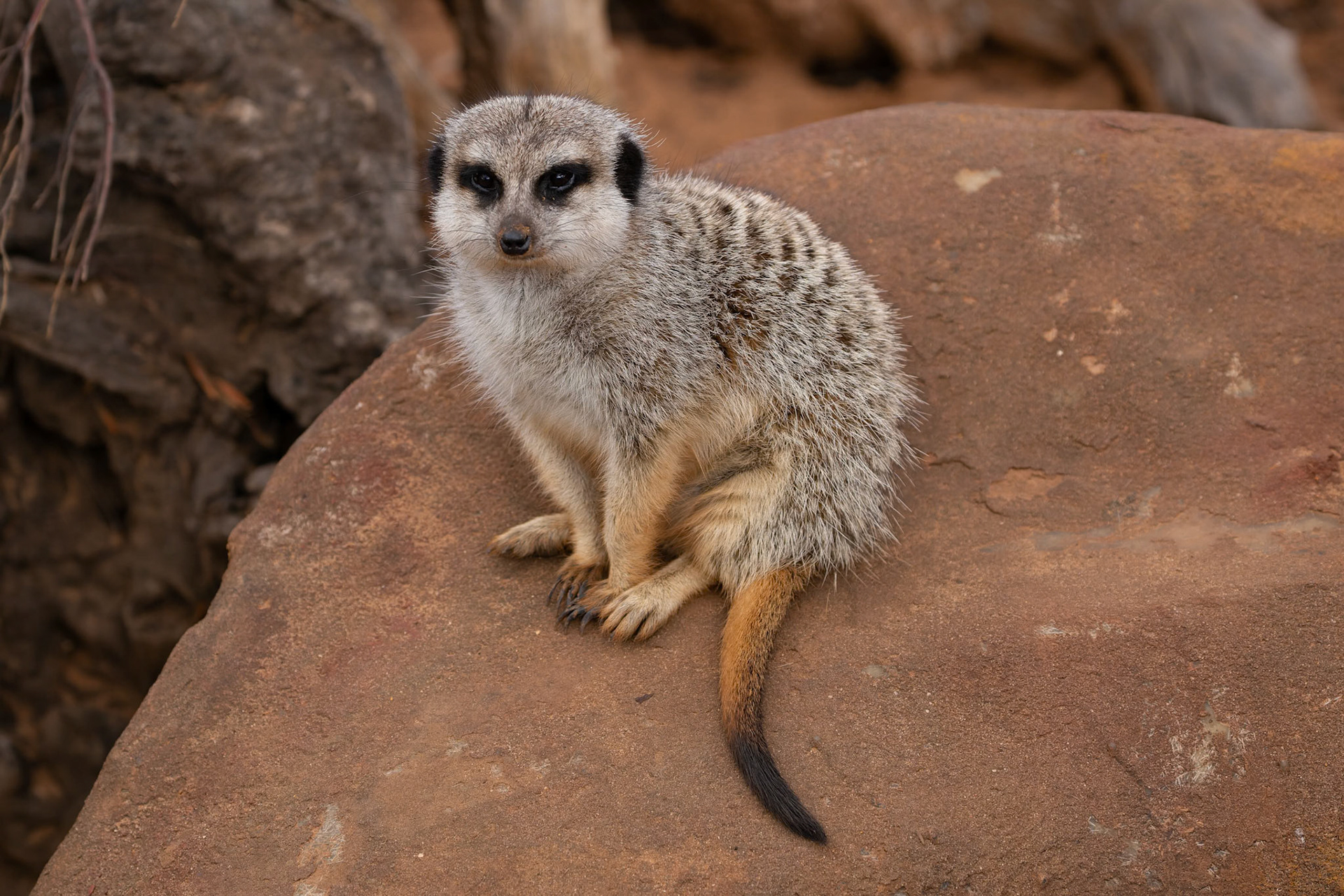 Meerkats at the Monarto Zoo, South Australia, Australia