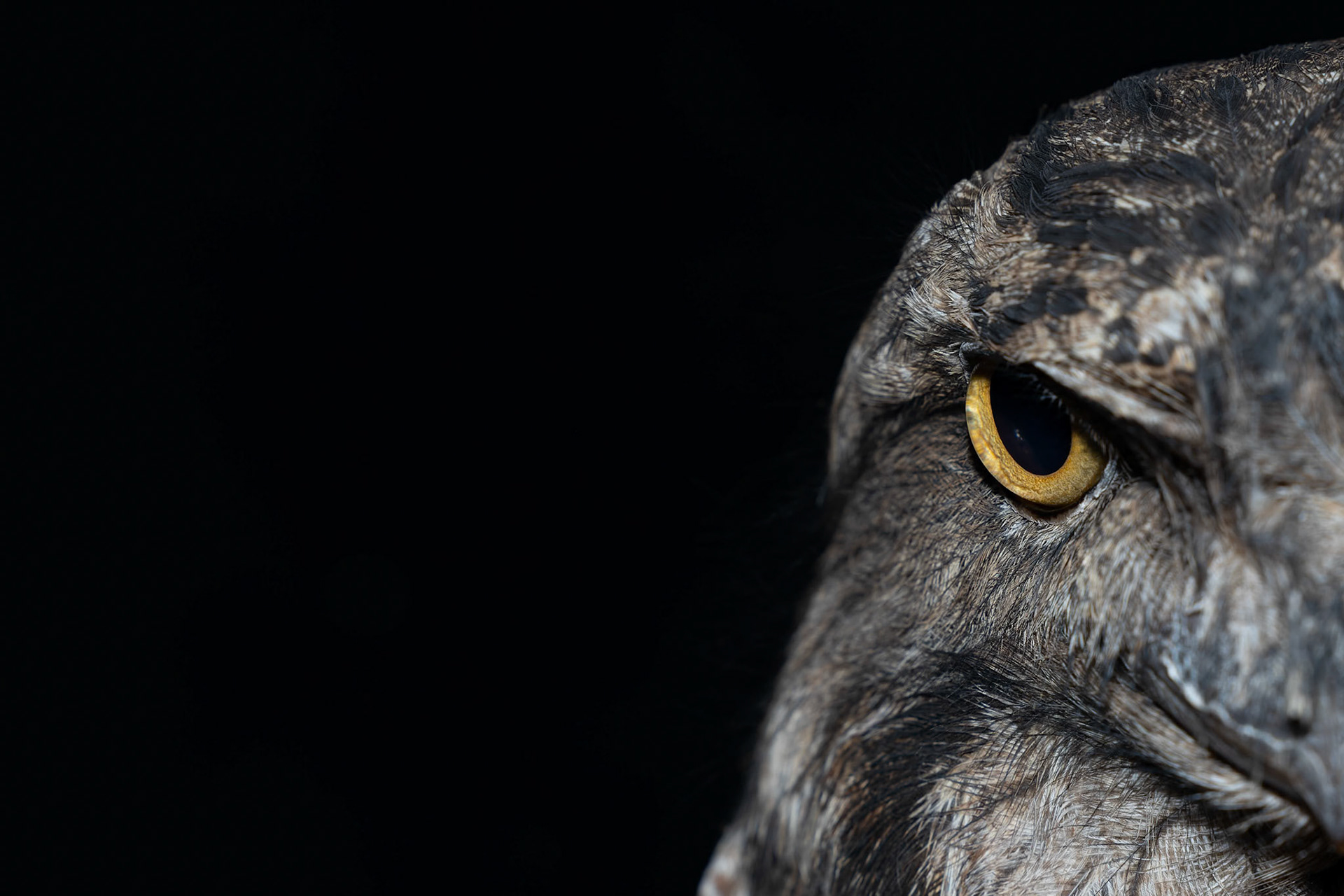 Tawny Frogmouth at the Wildlife Photography workshop with Michael Snedic at Closeburn, Australia
