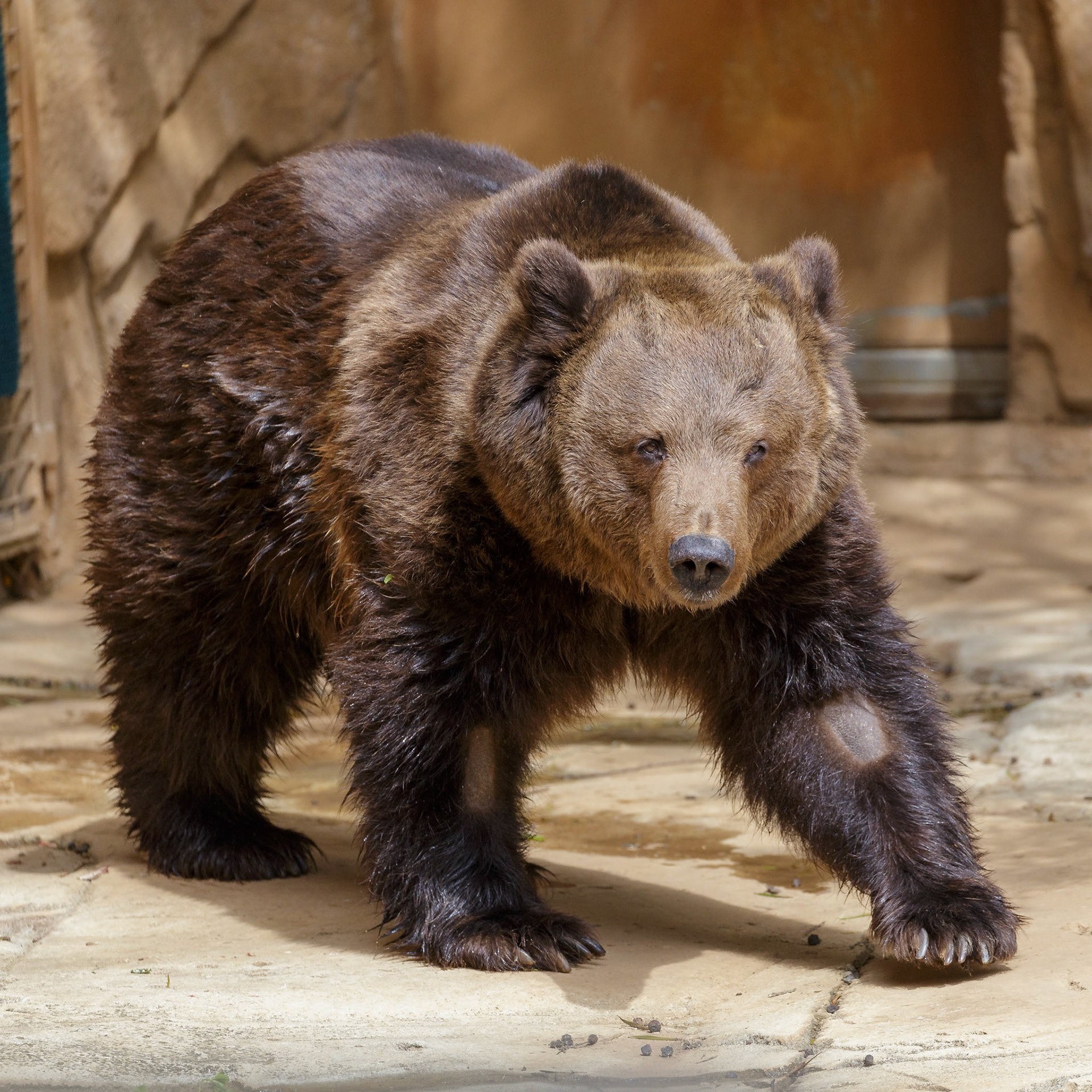 European Brown Bear at National Zoo &amp; Aquarium in Canberra, Australia