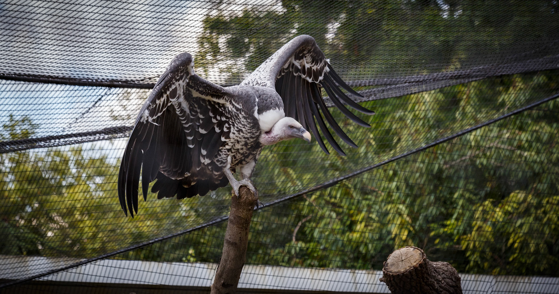 Ruppell's Griffon Vulture at the London ZSL
