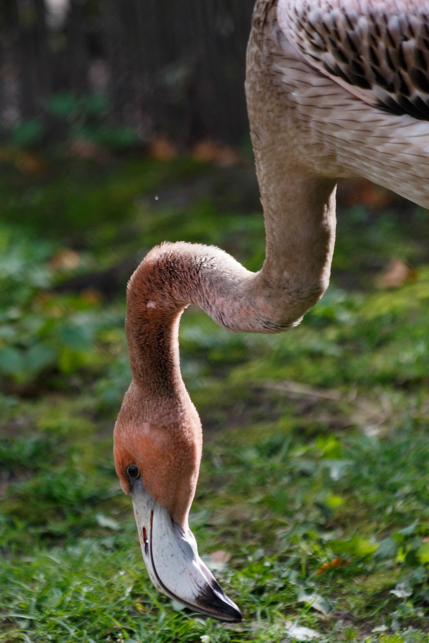Chilean Flamingo at the Chester Zoo, England