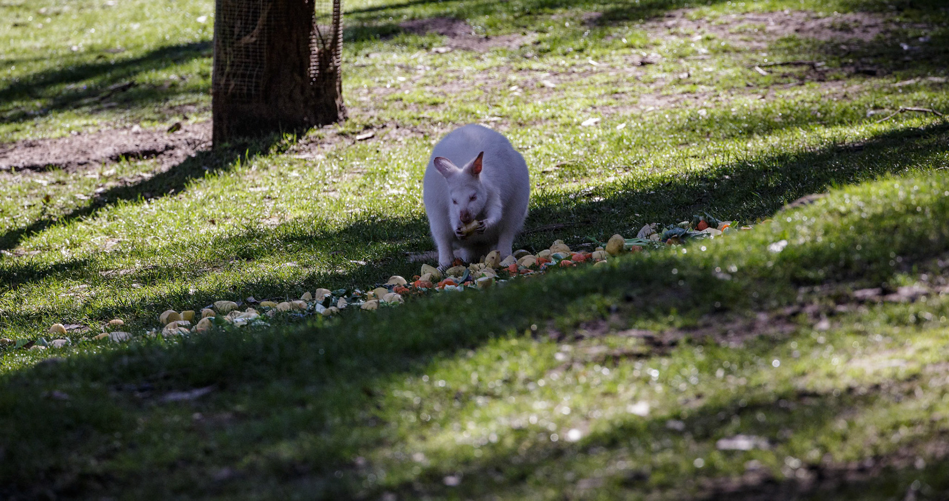 White Kangaroo at the Gorge Wildlife Park, South Australia, Australia