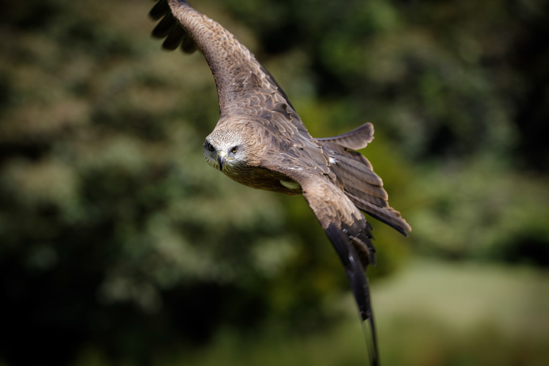 Black Kite at the Canon Collective Bird of Prey Show Event at O'Reilly's Rainforest Retreat in Lamington National Park, Australia