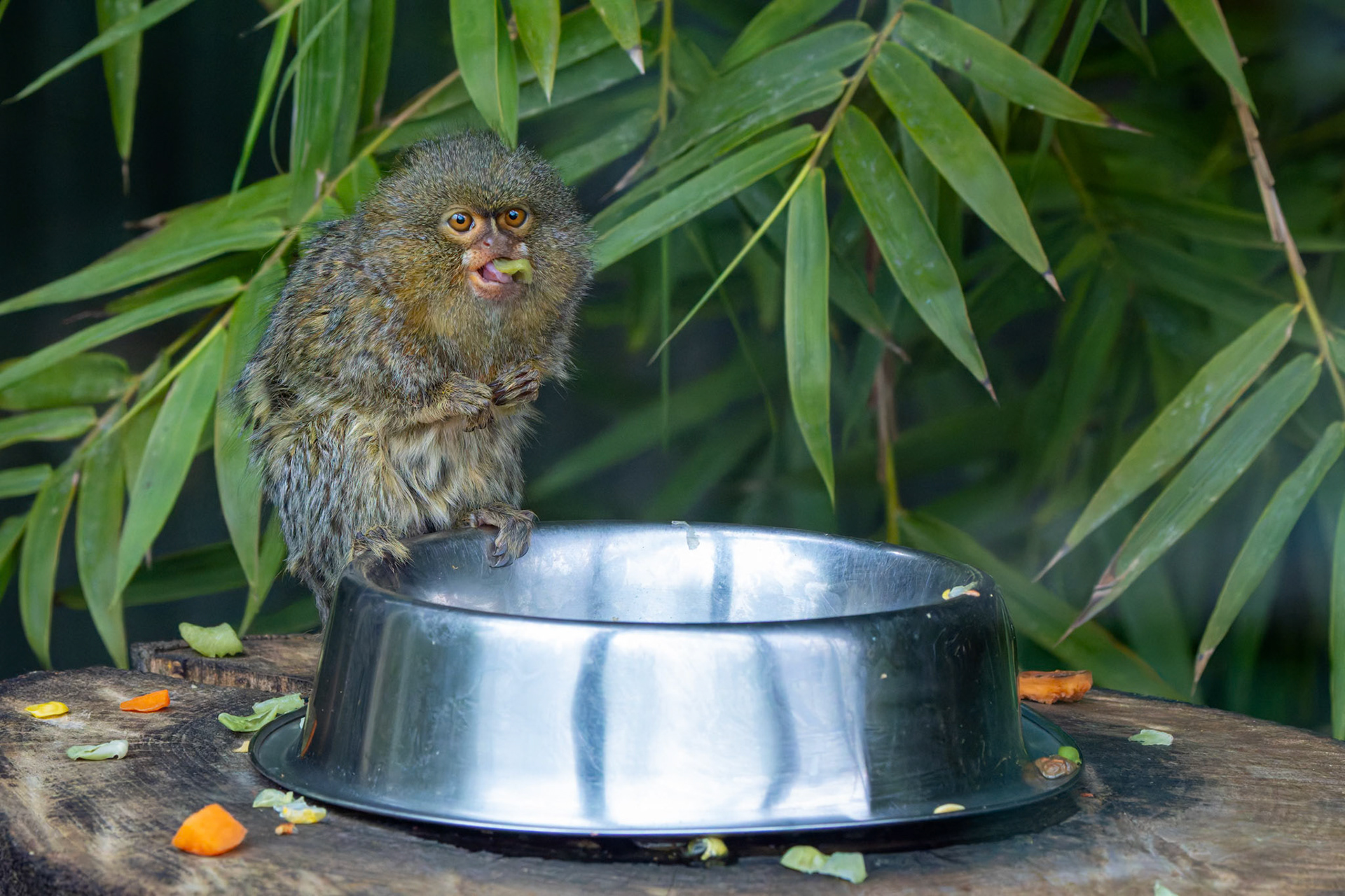 Pygmy Marmoset at the Tasmanian Zoo outside of Launceston in Tasmania, Australia