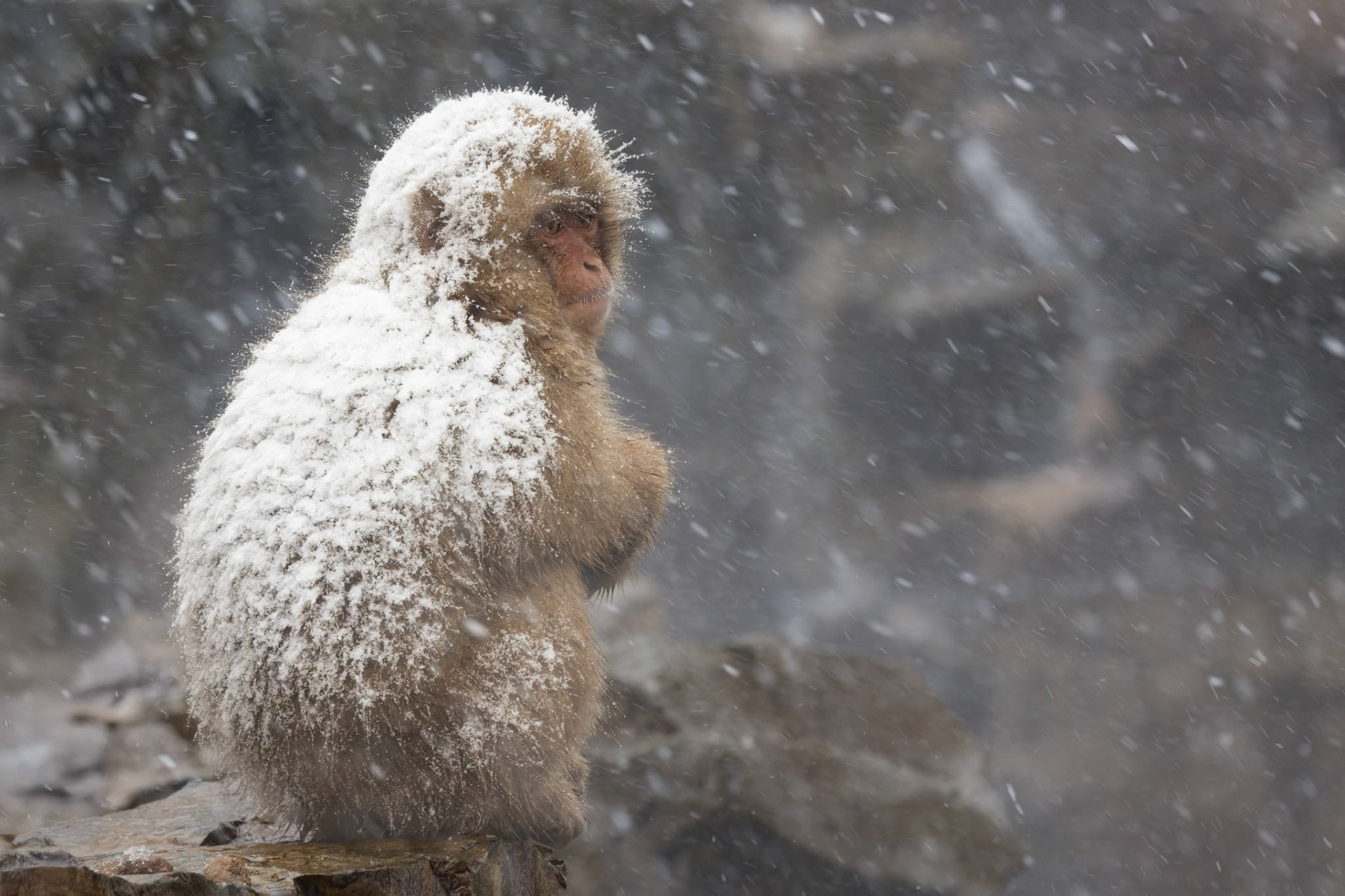 Japanese Macaque (Snow Monkey) at Jigokudani Yaen-Koen, Japan