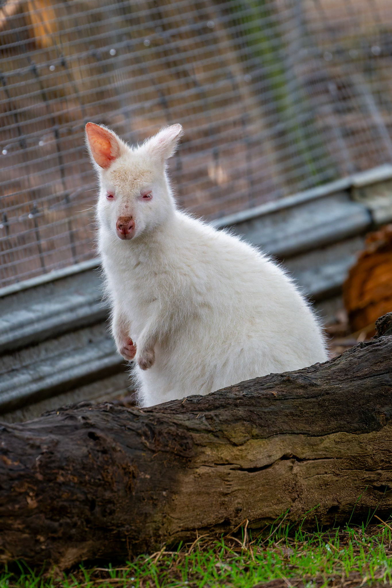 White Wallaby at the Kangaroo Island Wildlife Park on Kangaroo Island, Australia